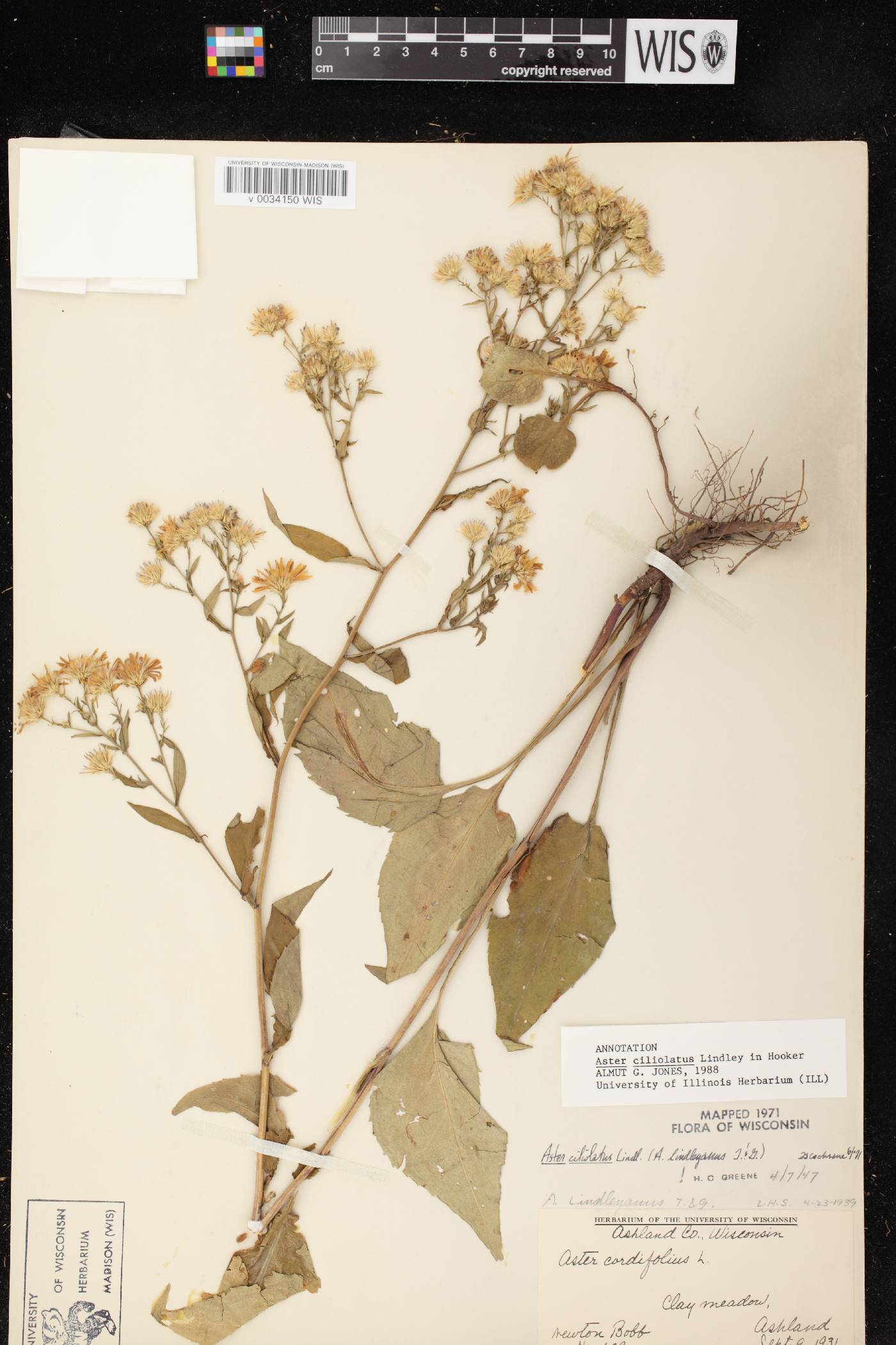 Symphyotrichum ciliolatum image