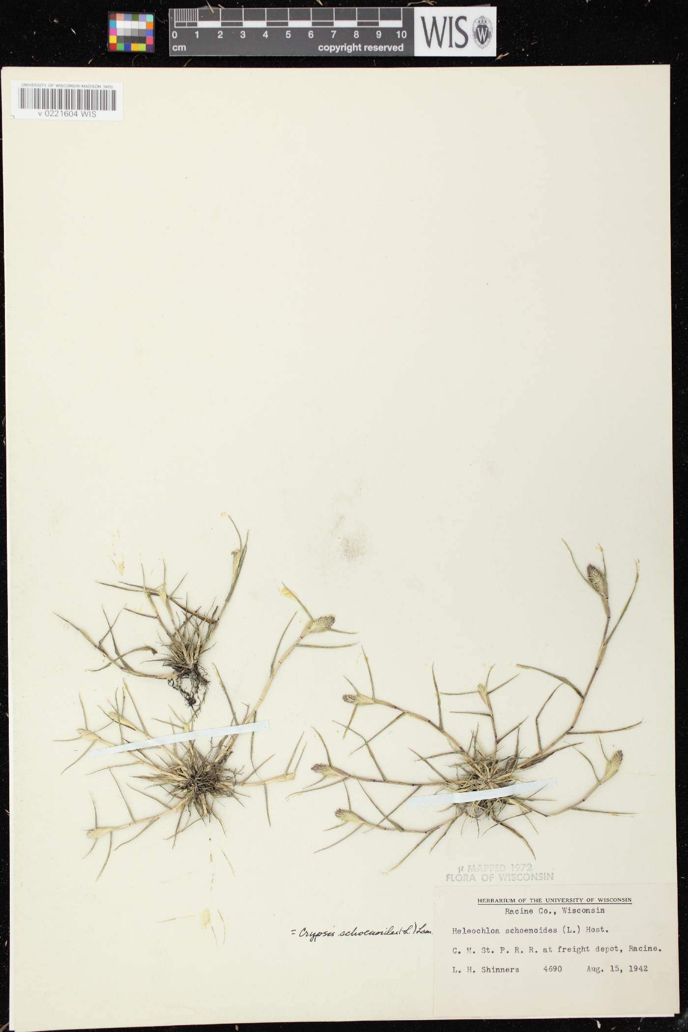 Crypsis schoenoides image