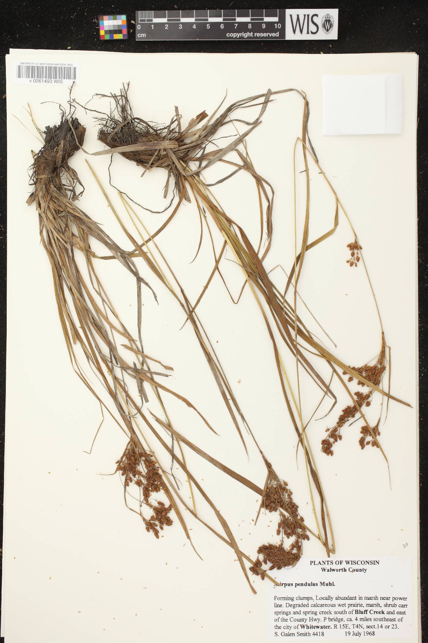 Scirpus pendulus image