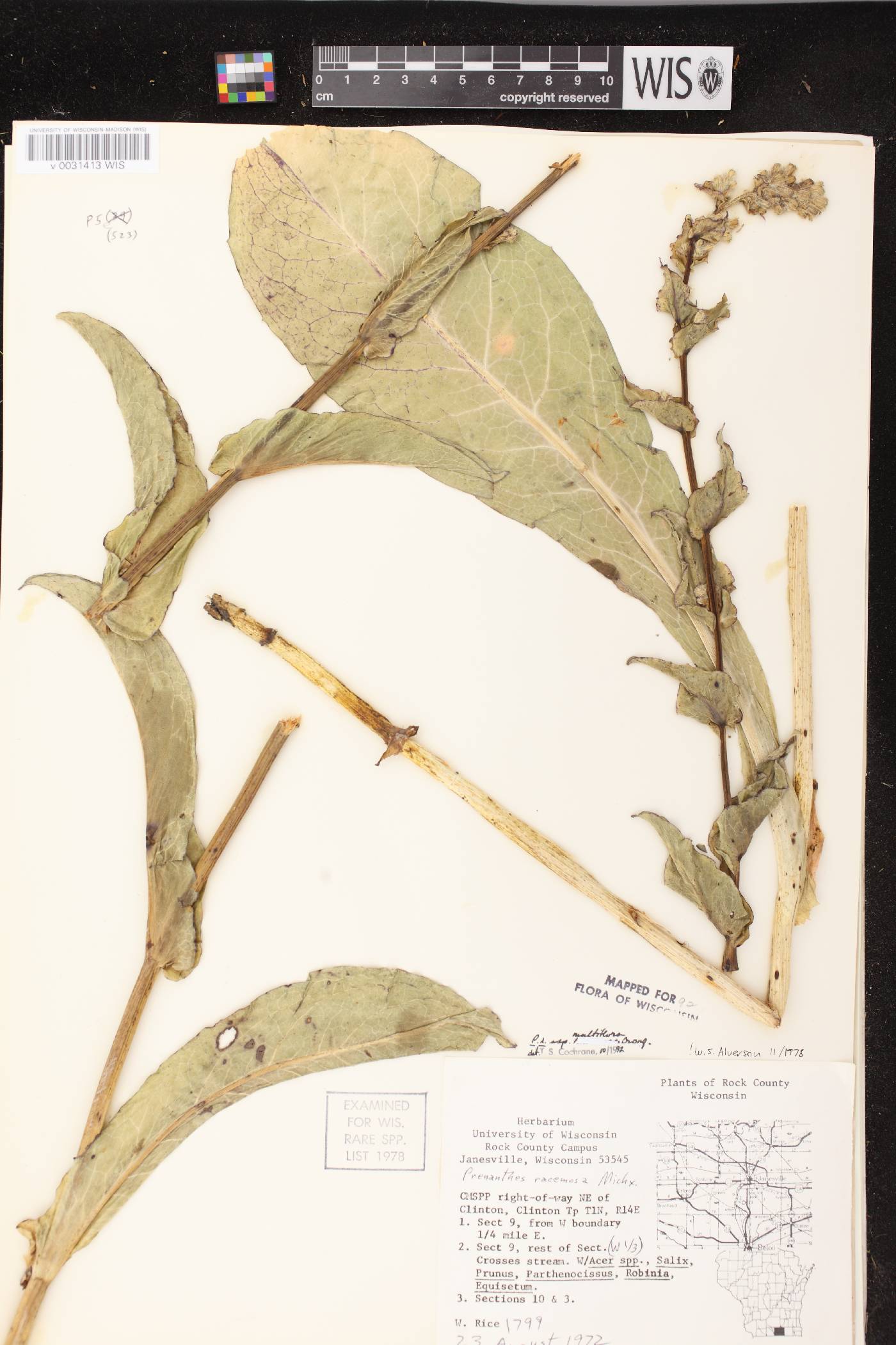 Prenanthes racemosa image
