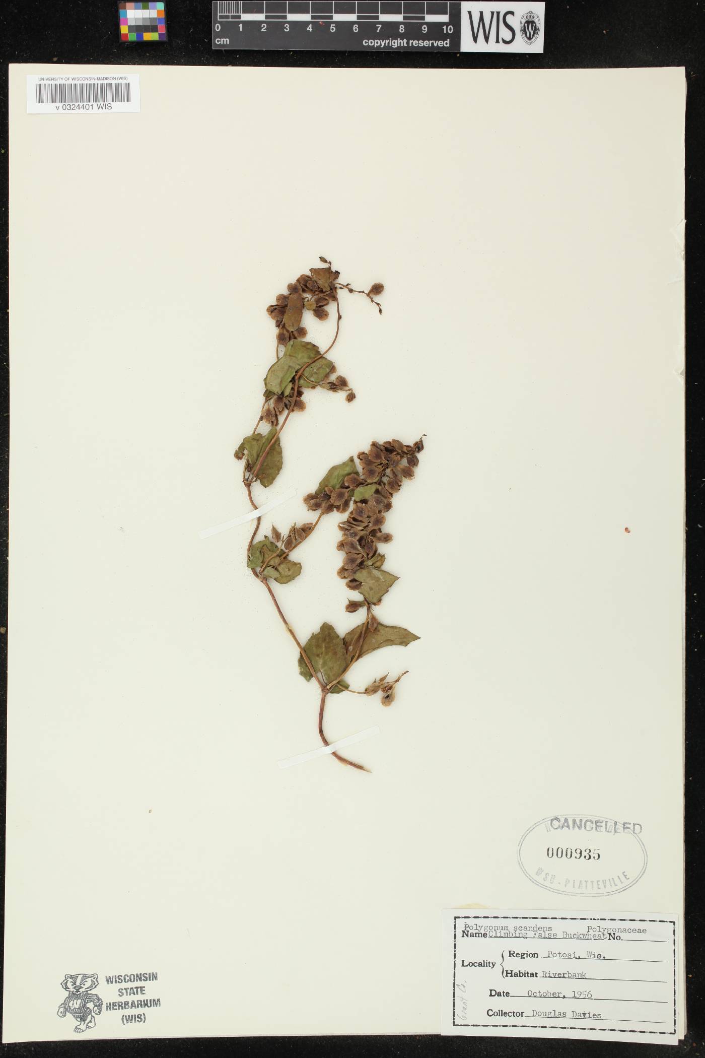 Fallopia scandens image
