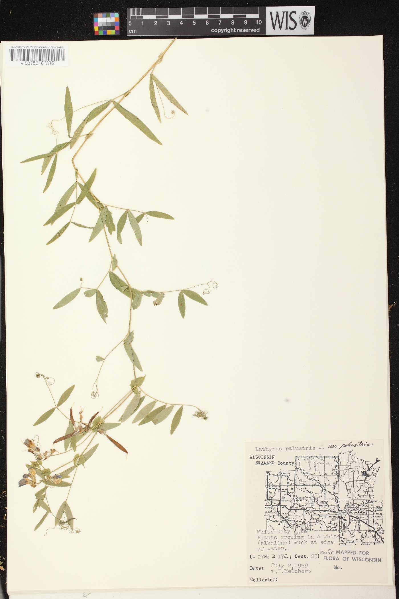 Lathyrus palustris image