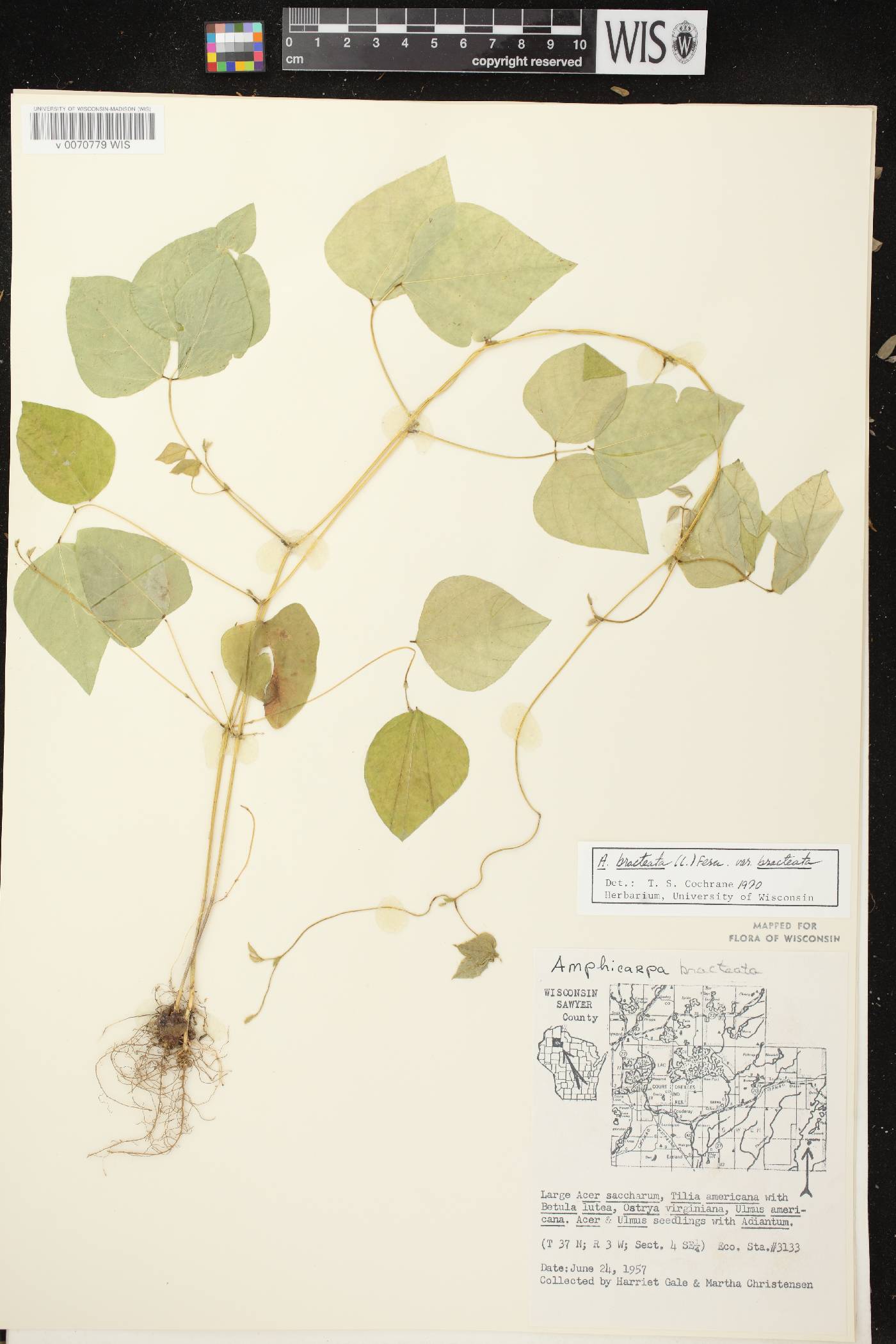 Amphicarpaea bracteata image