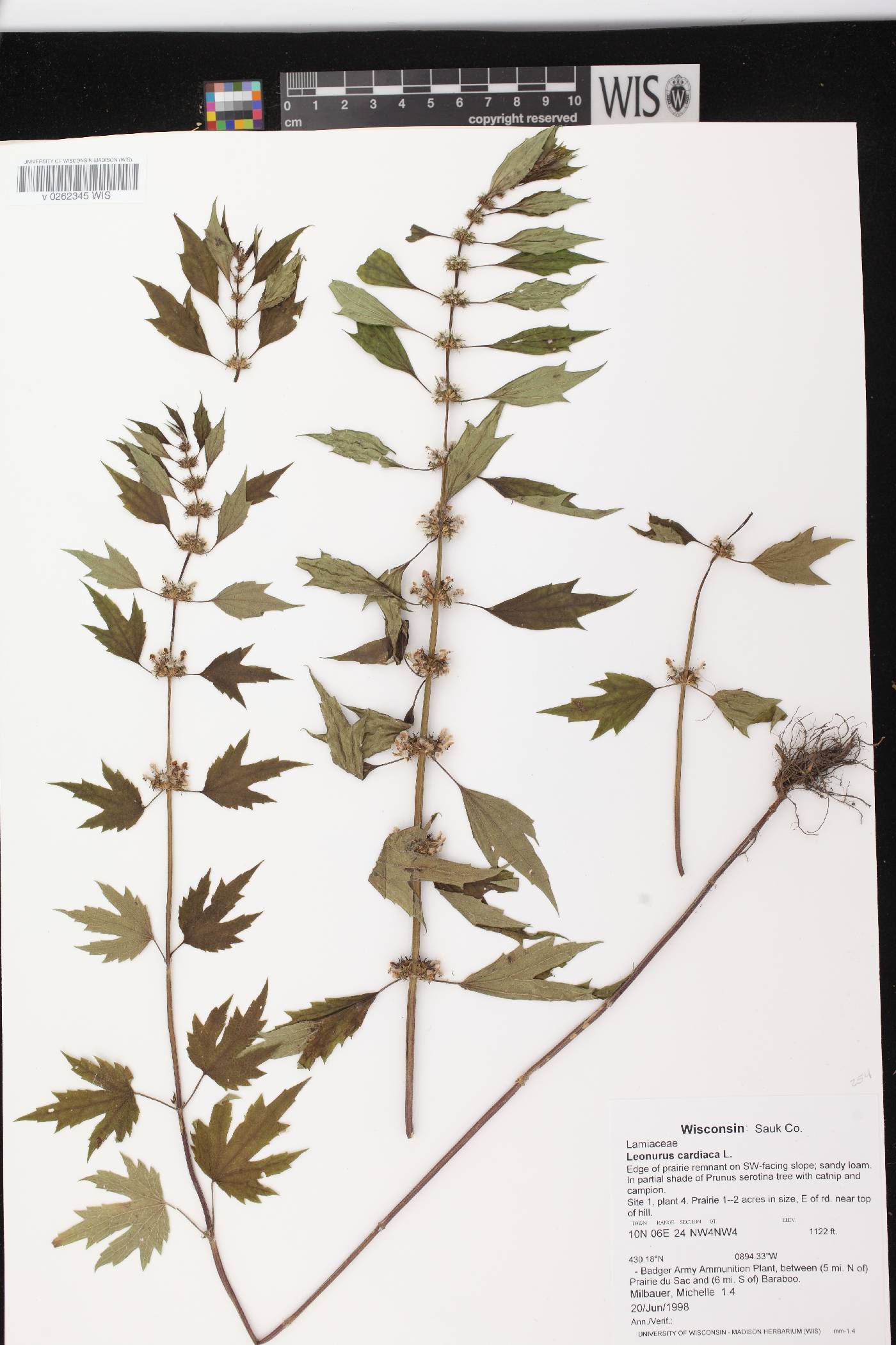 Leonurus cardiaca image