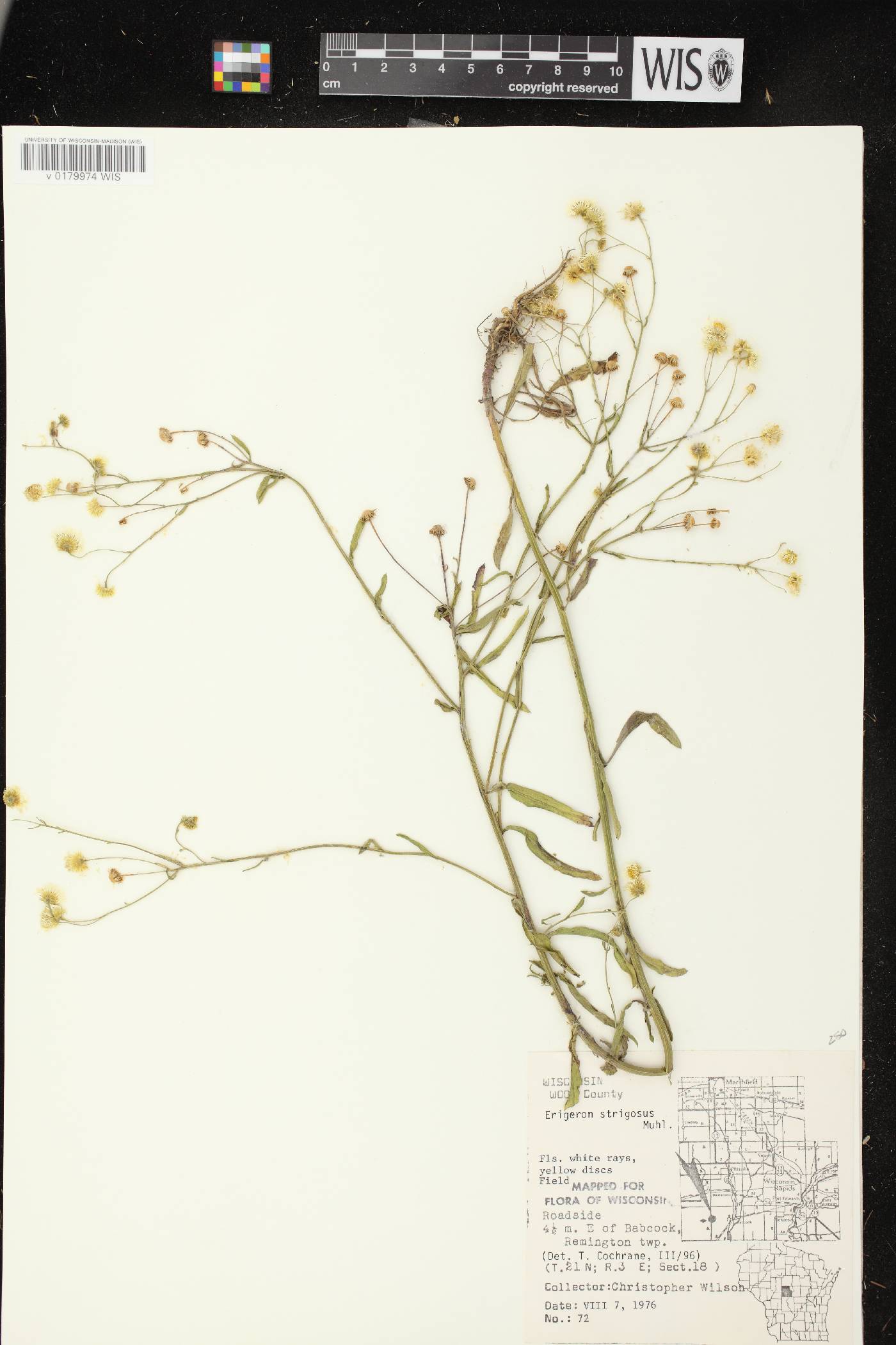 Erigeron strigosus image