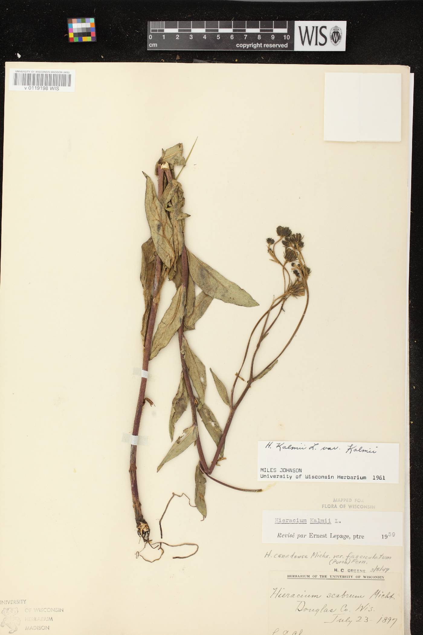 Hieracium umbellatum image