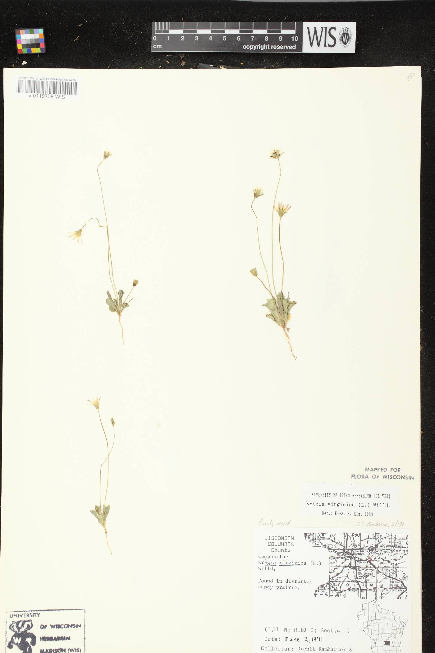 Krigia virginica image