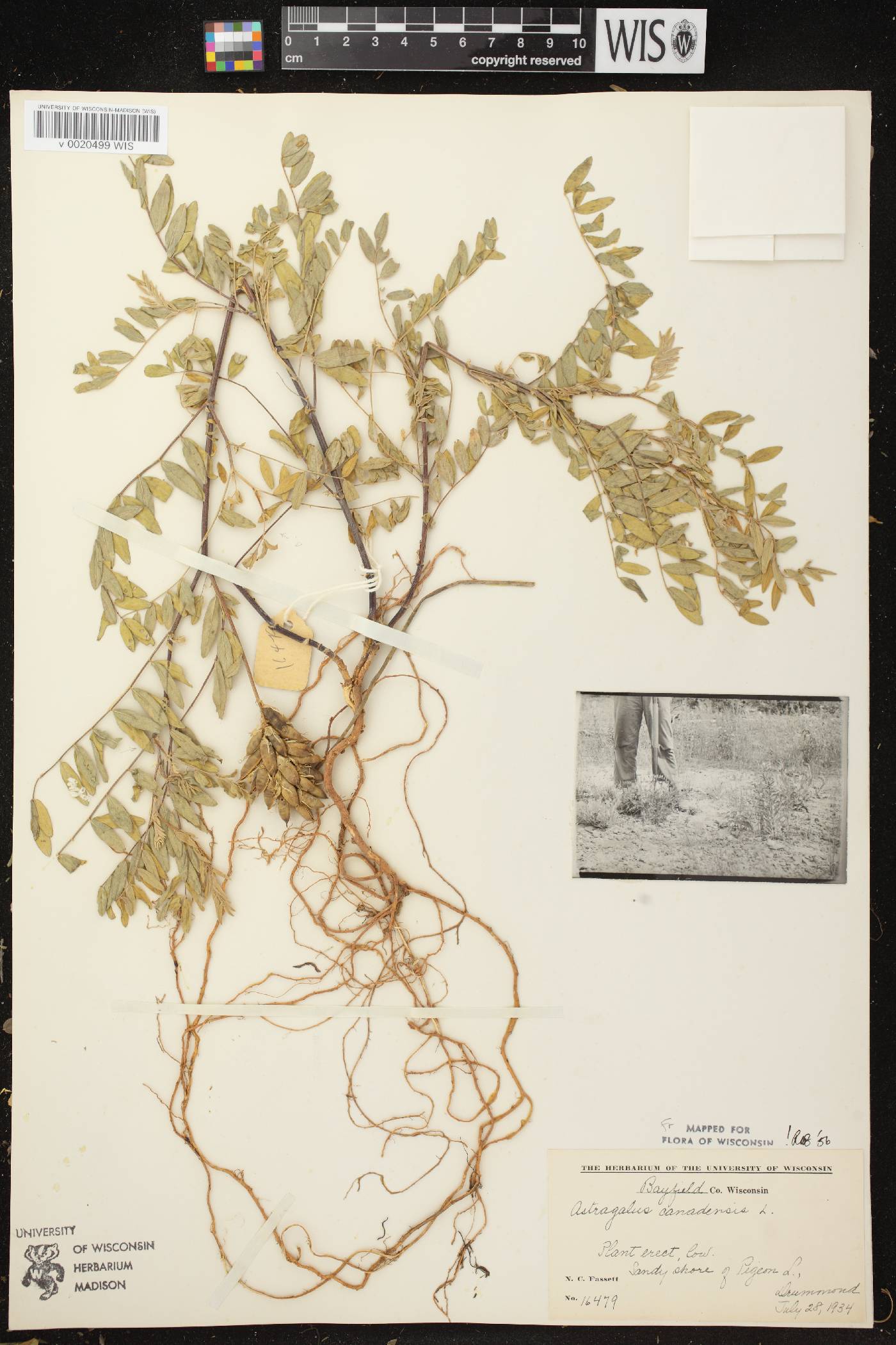 Astragalus canadensis var. canadensis image