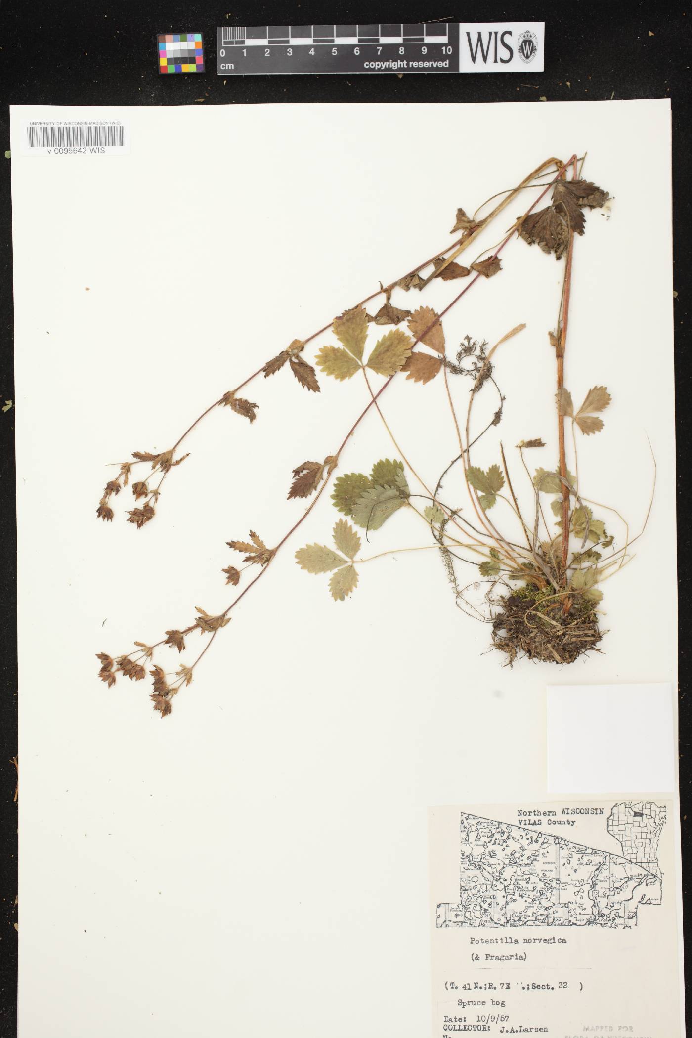 Potentilla norvegica image