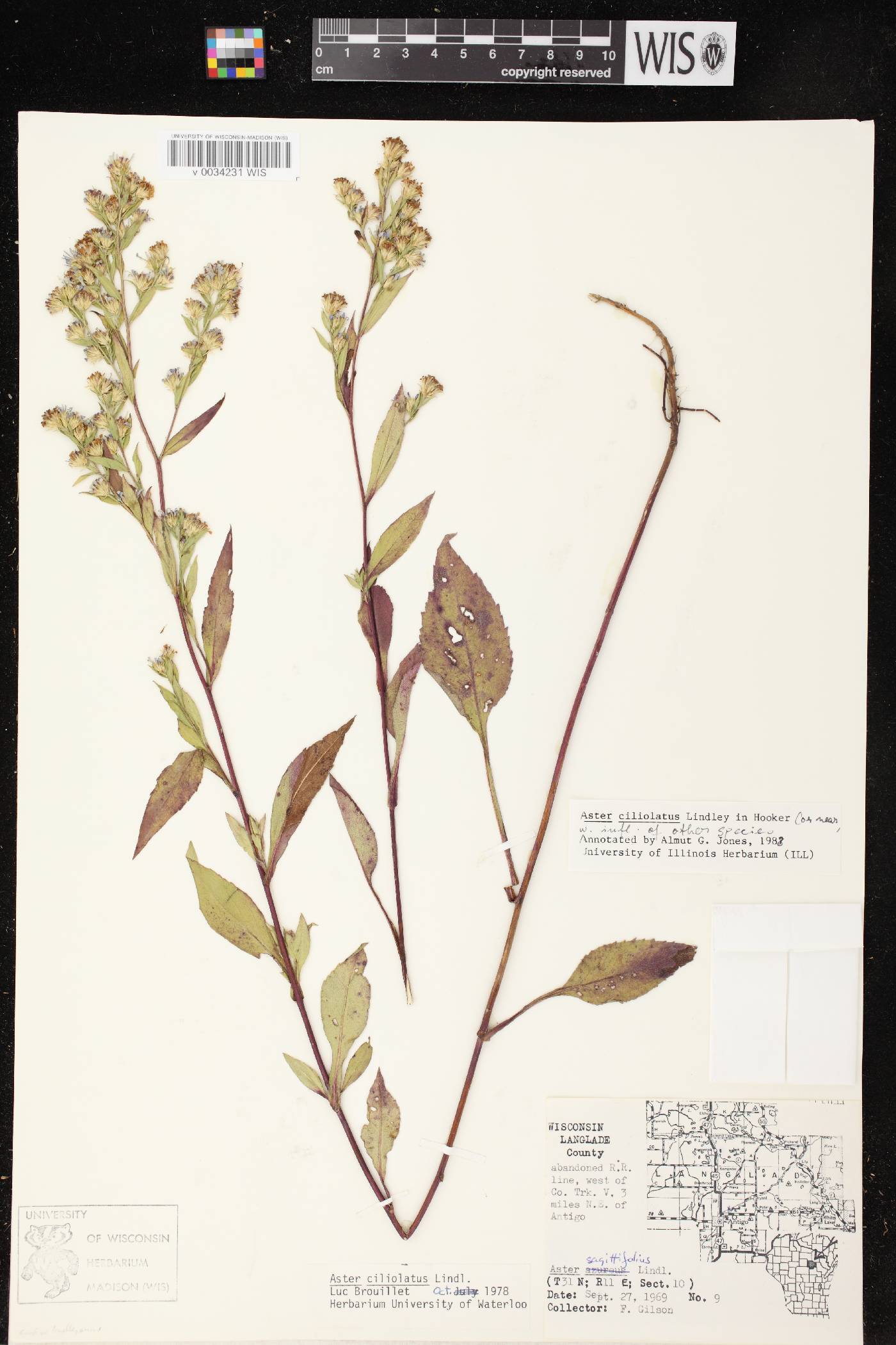 Symphyotrichum ciliolatum image