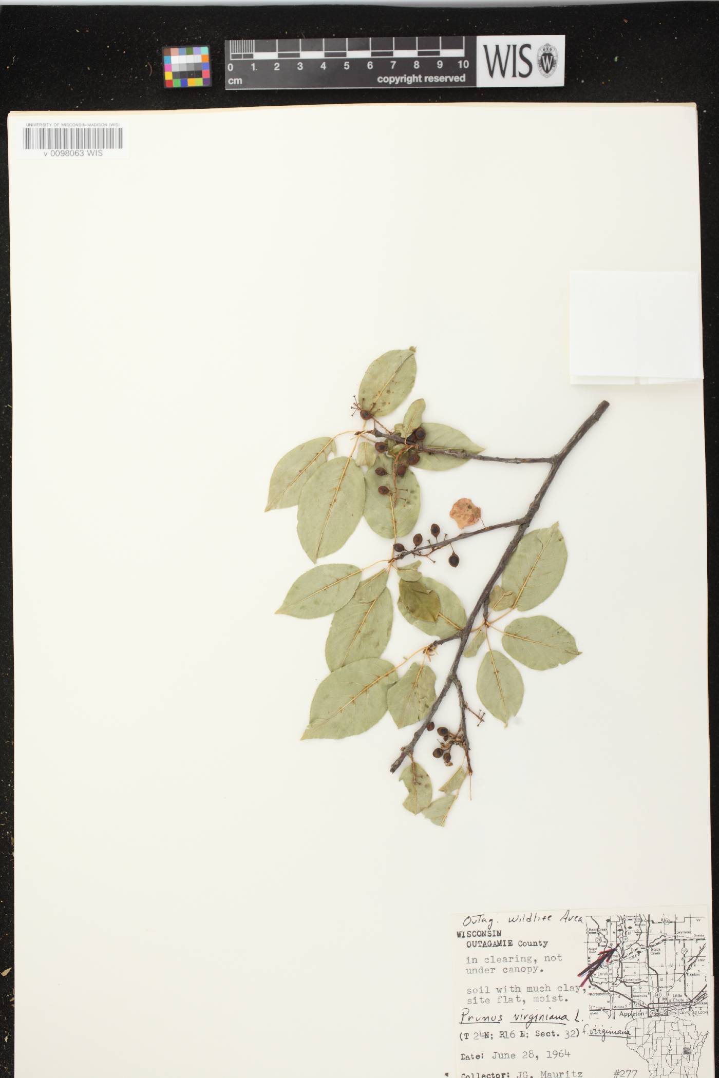 Prunus virginiana image