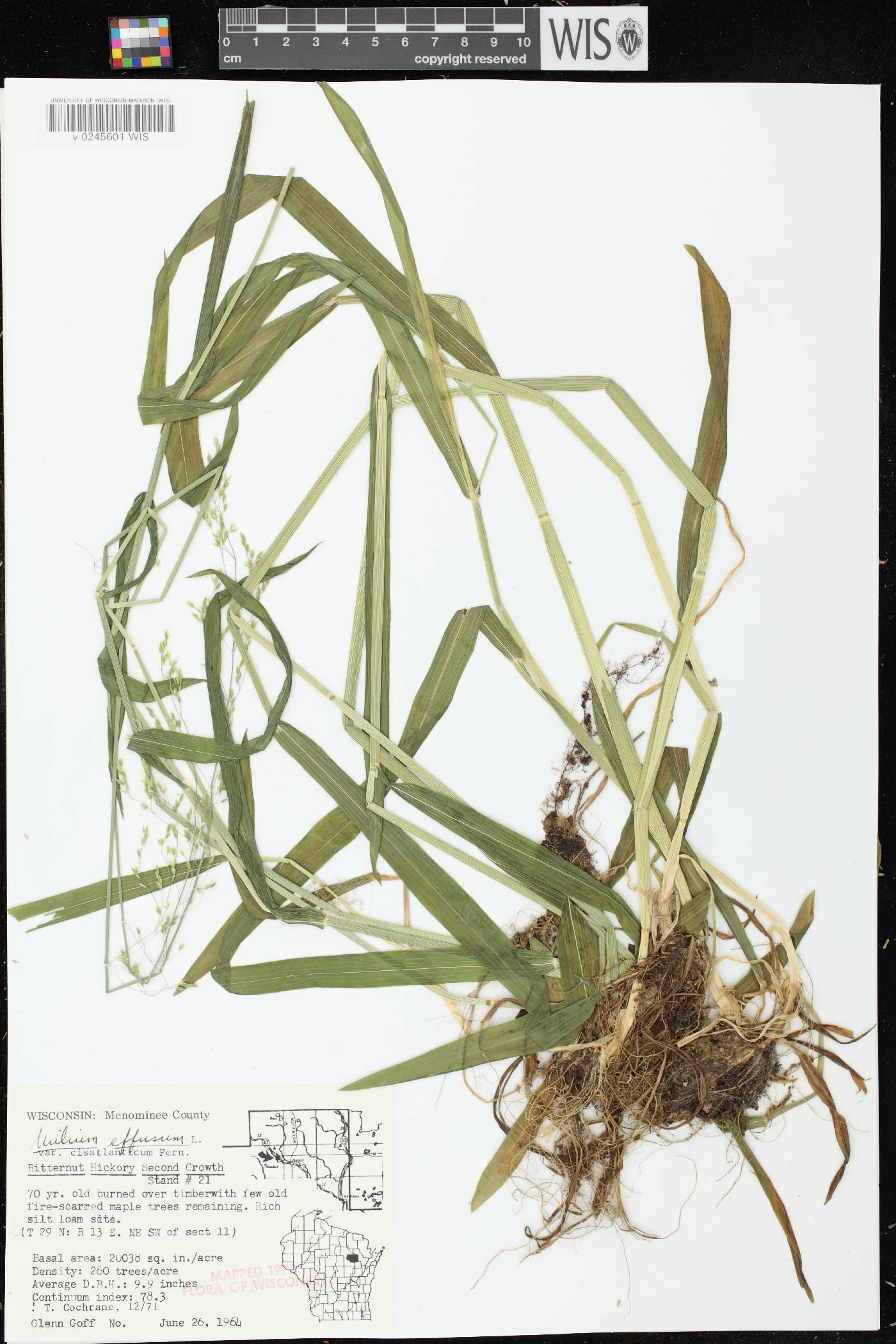 Milium effusum image