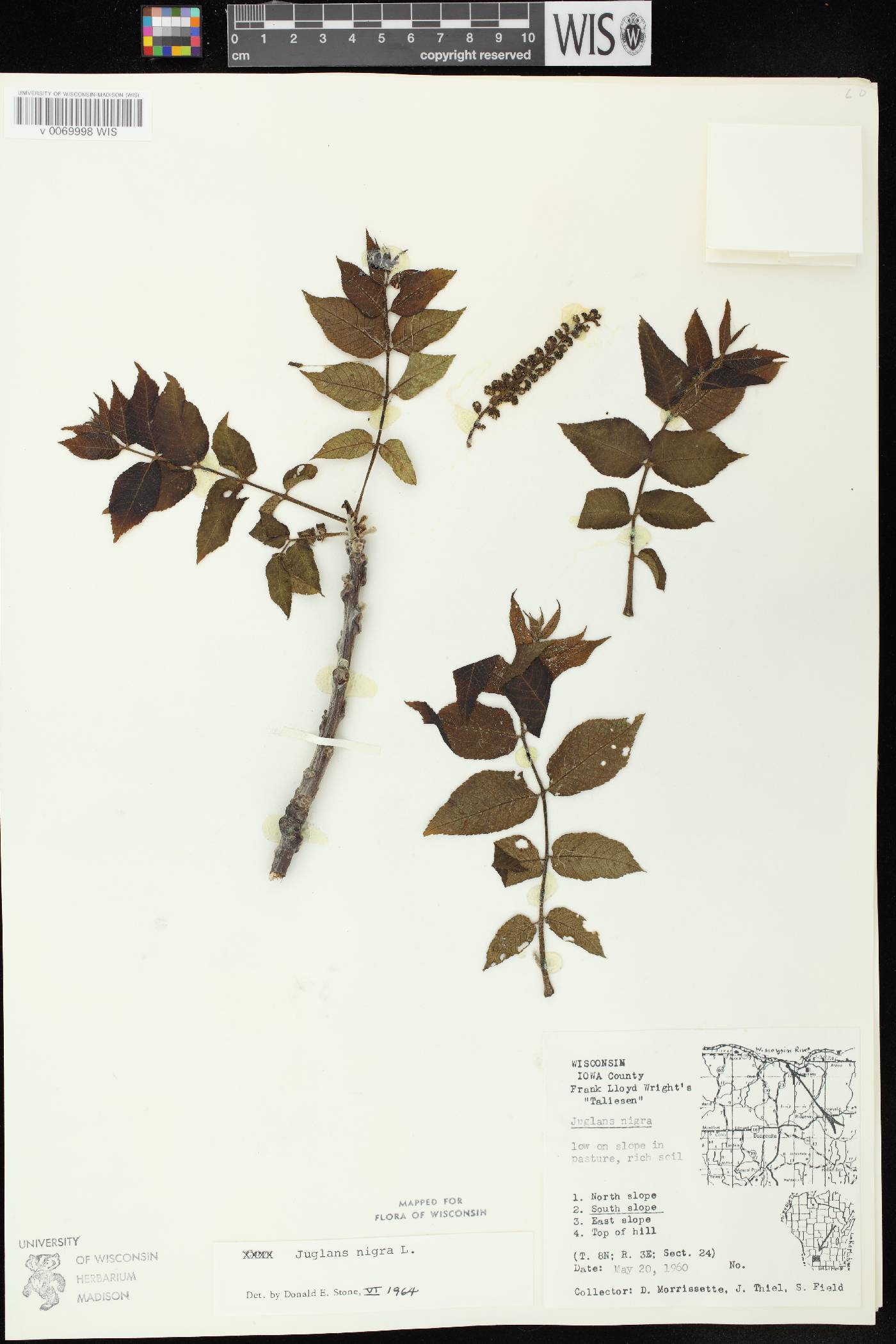 Juglans nigra image