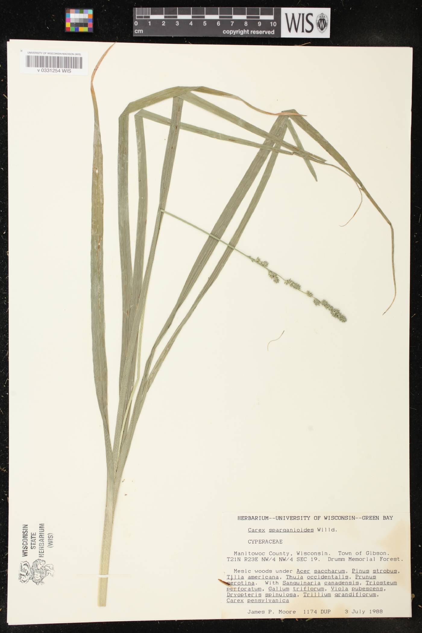Carex sparganioides image