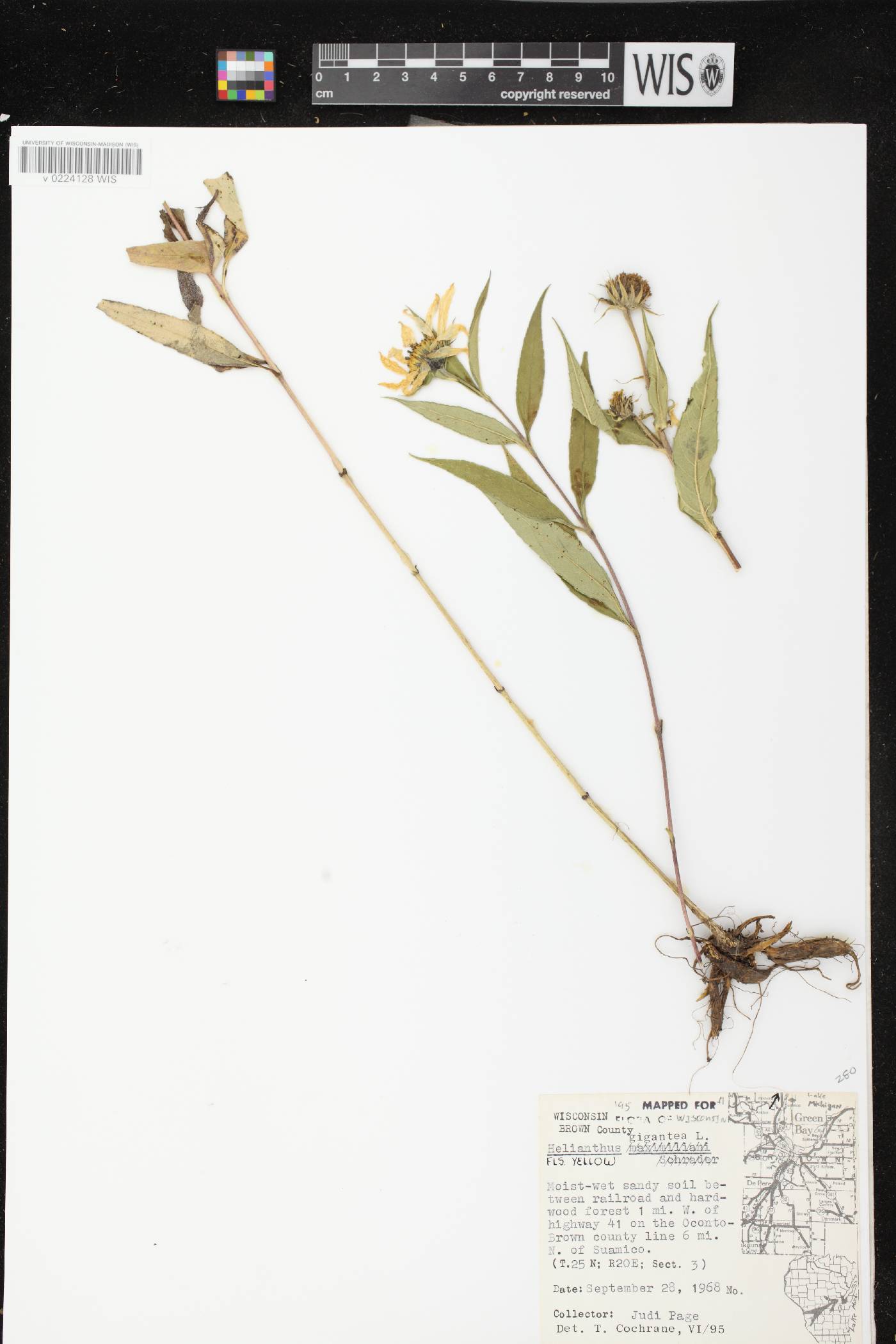 Helianthus giganteus image