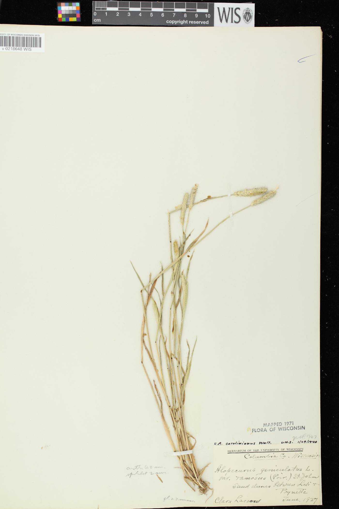 Alopecurus carolinianus image