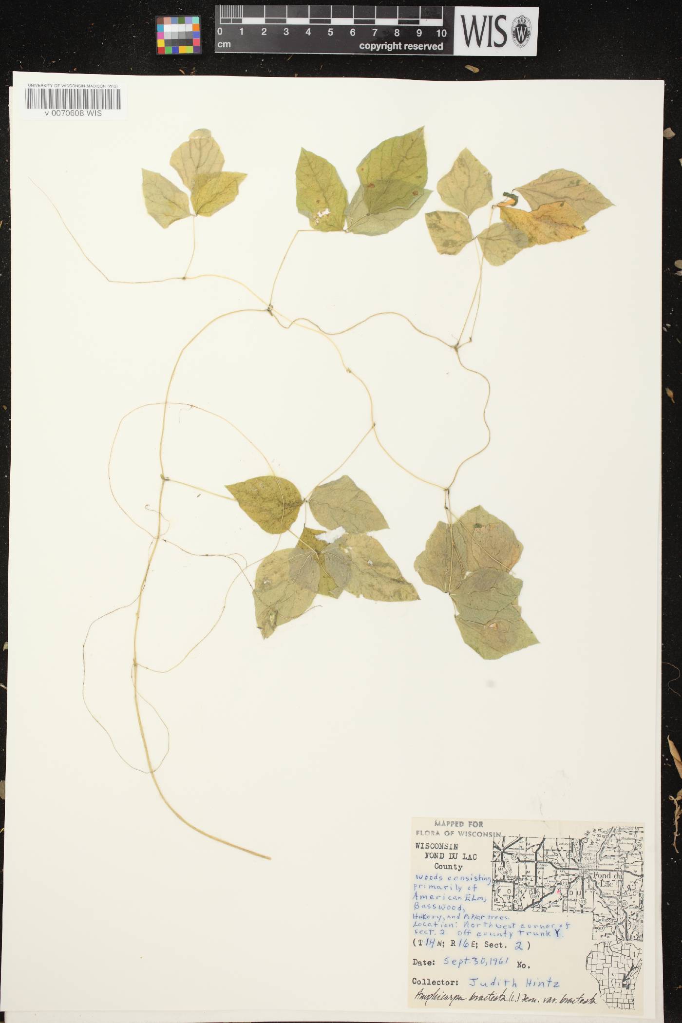 Amphicarpaea bracteata image