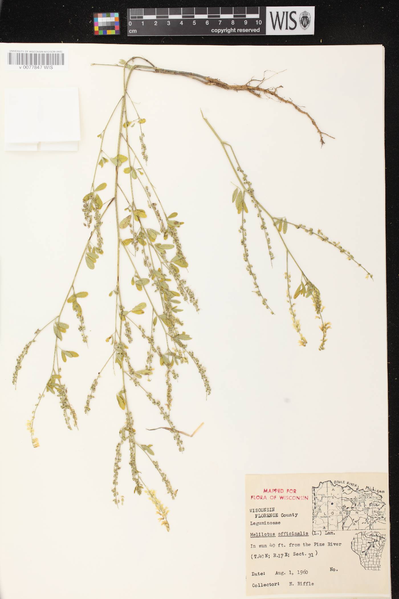 Melilotus officinalis image