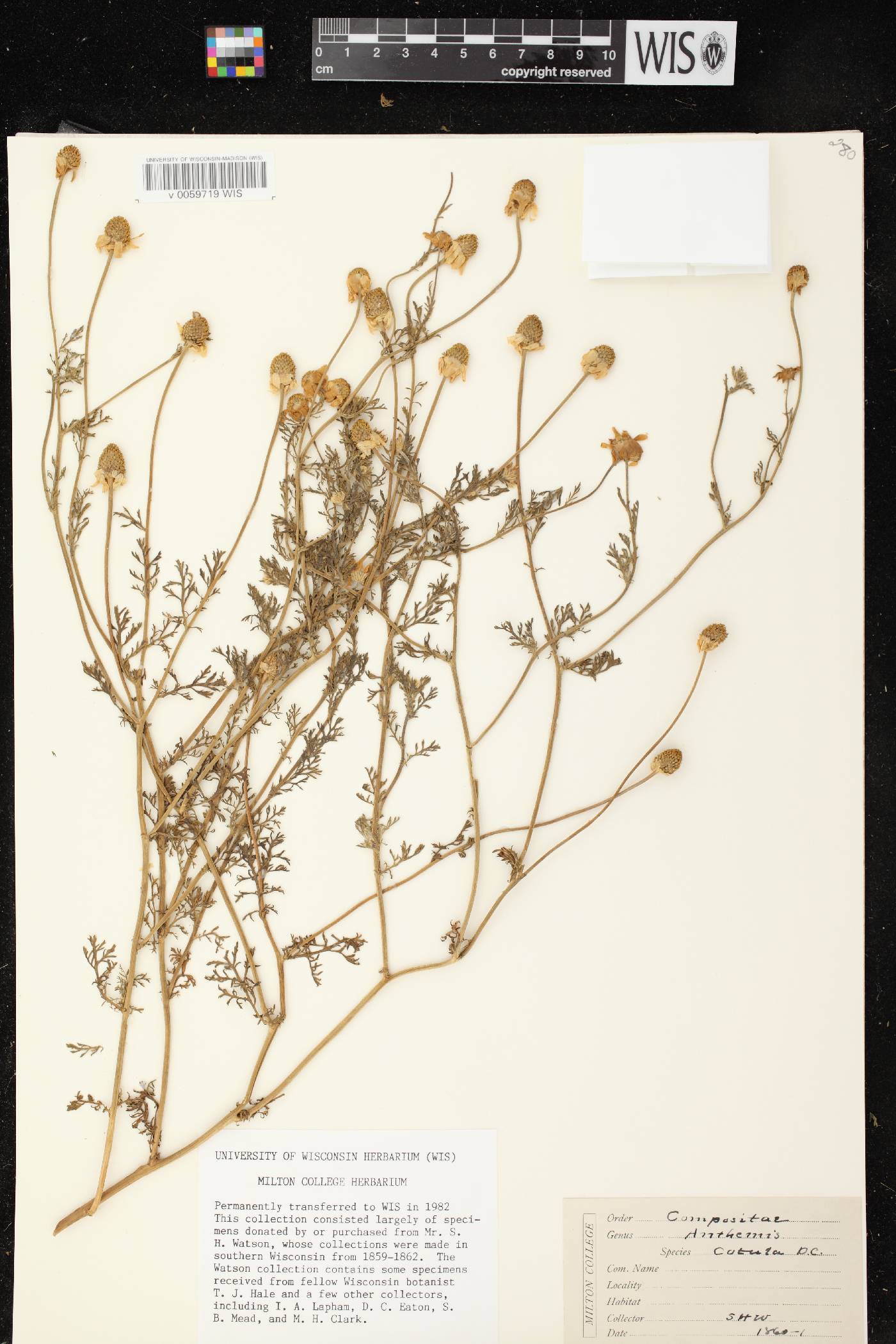Anthemis cotula image