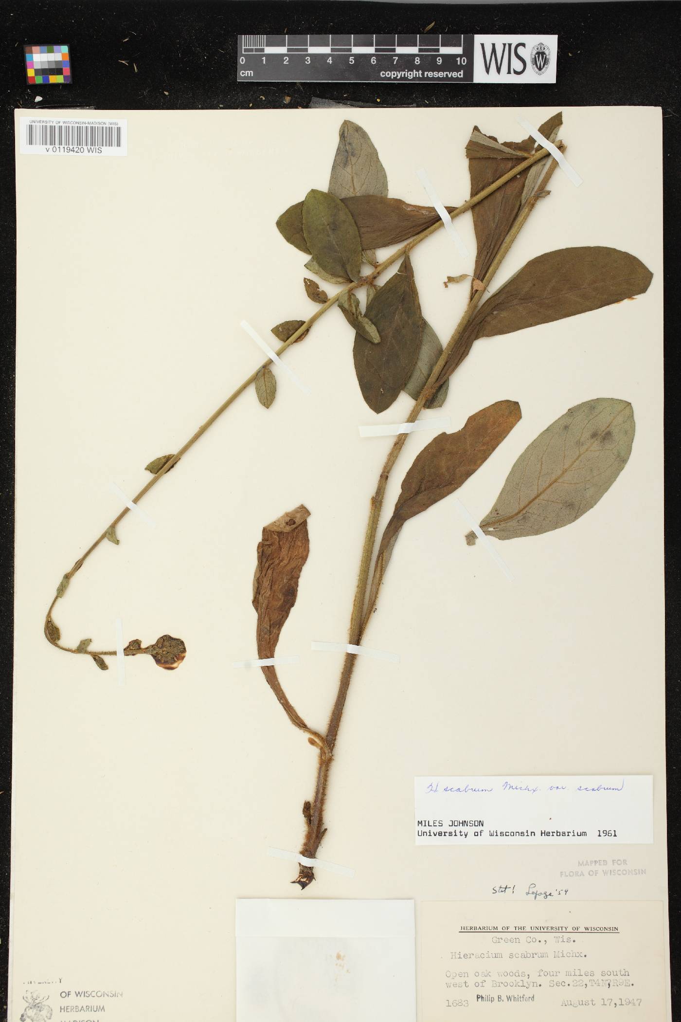 Hieracium scabrum image