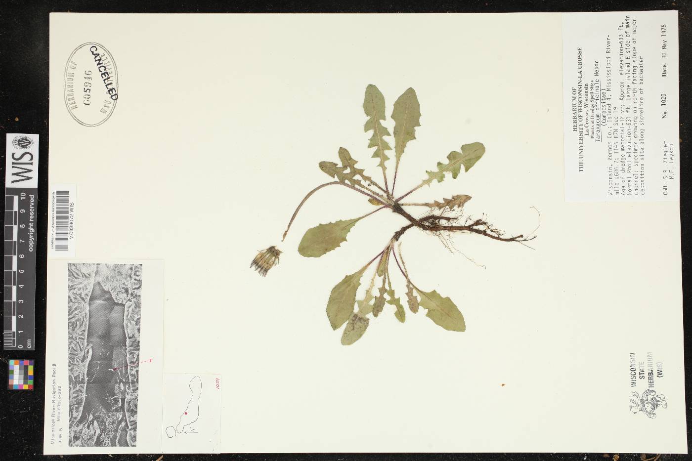 Taraxacum officinale image