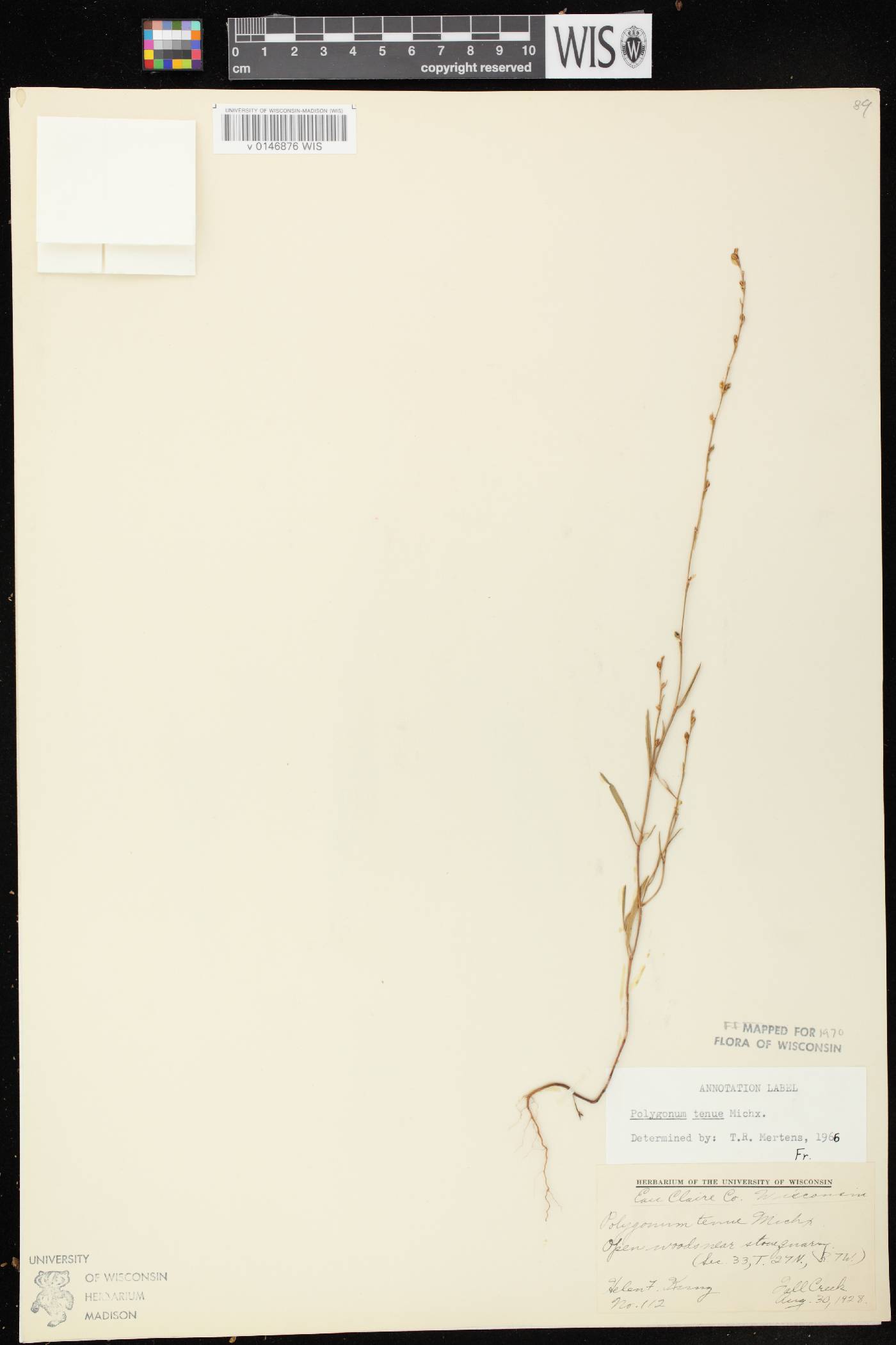 Polygonum tenue image