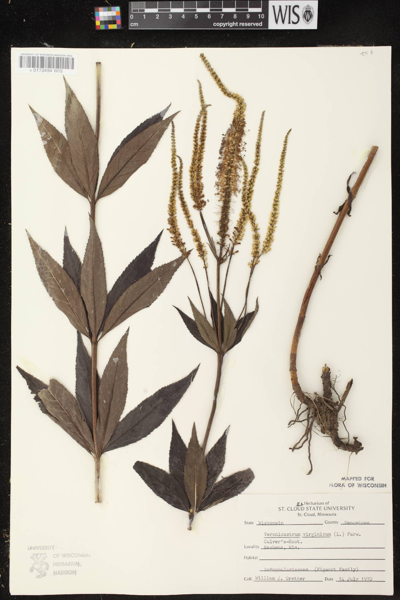 Veronicastrum virginicum image
