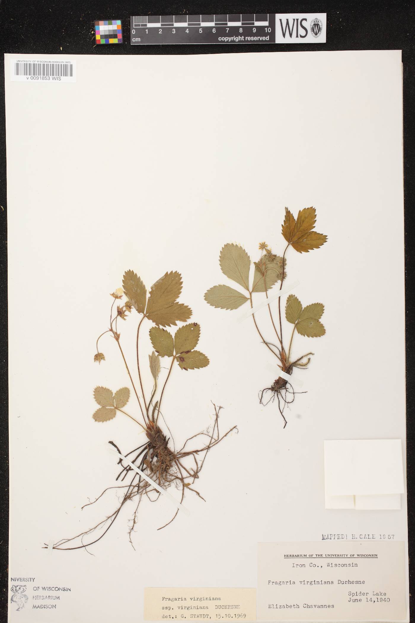 Fragaria virginiana image