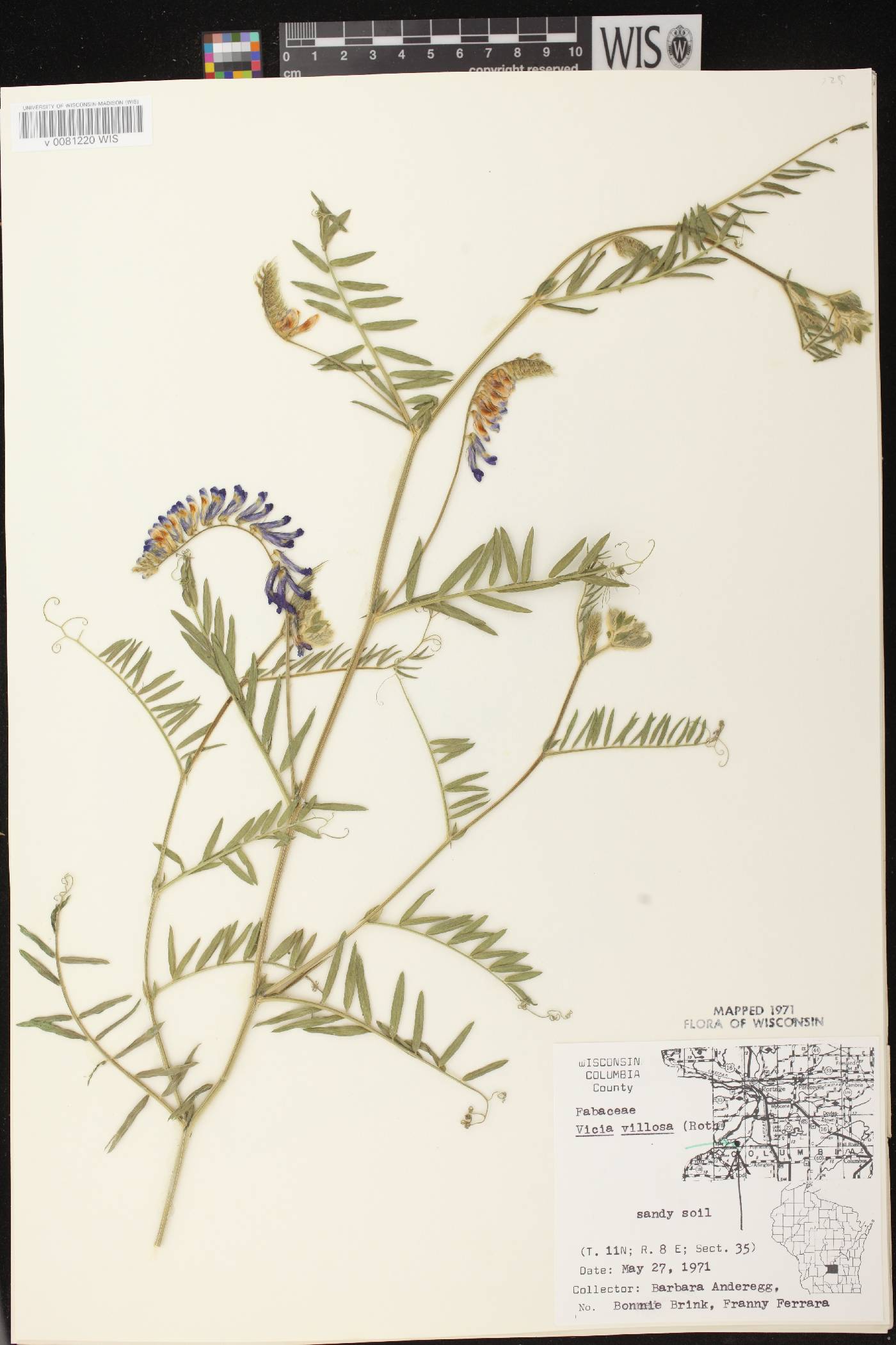 Vicia villosa image