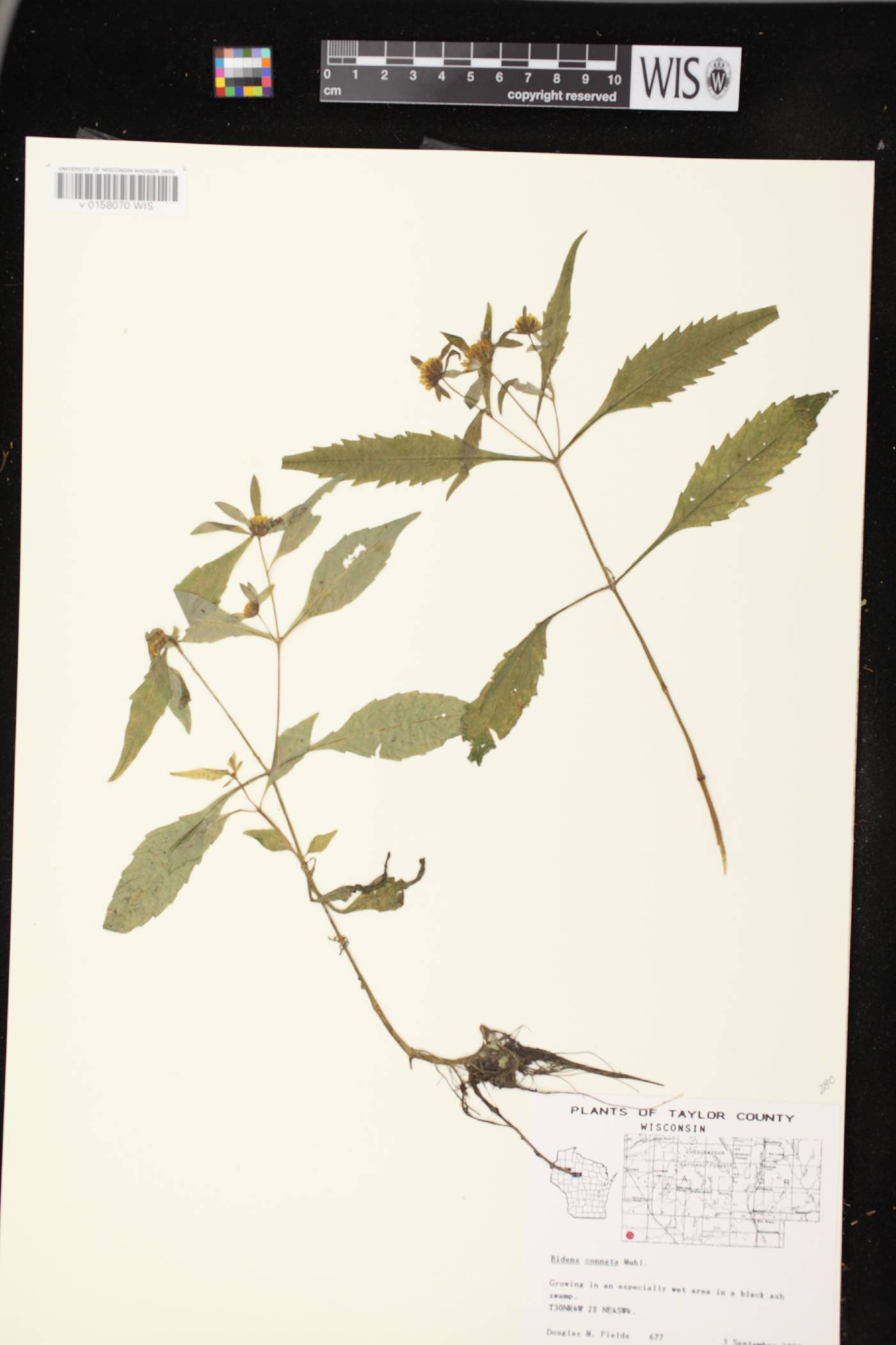 Bidens connata image