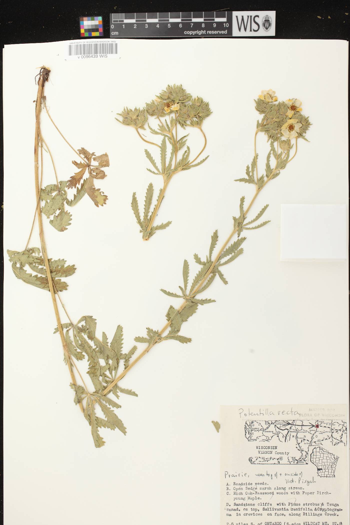 Potentilla recta image