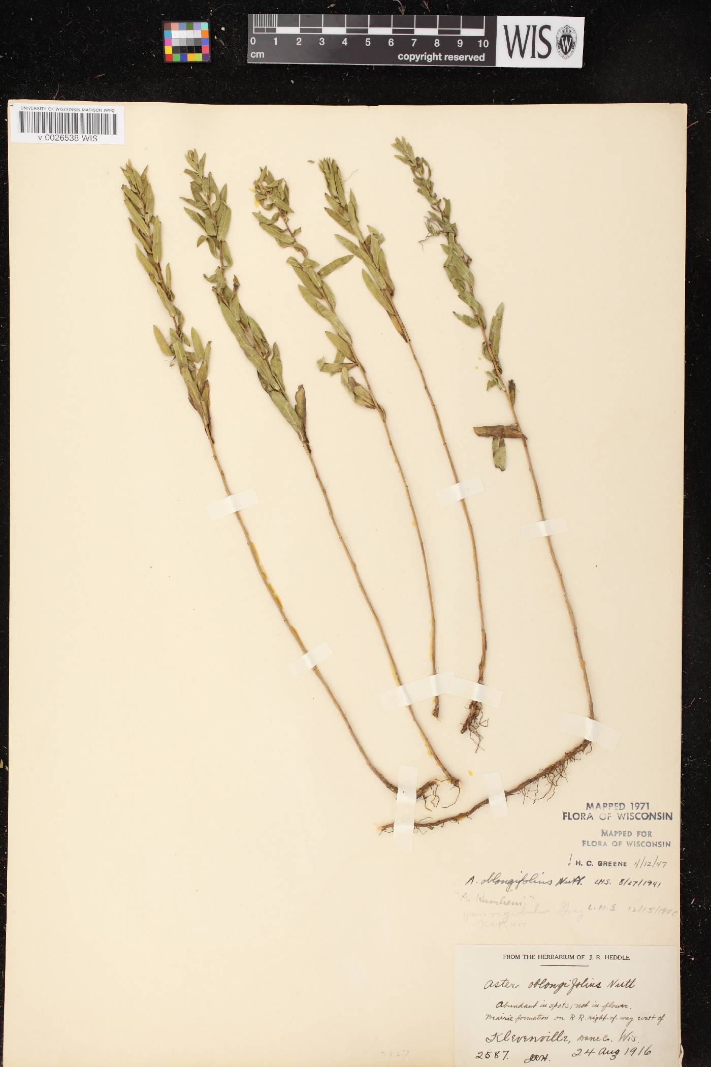 Symphyotrichum oblongifolium image