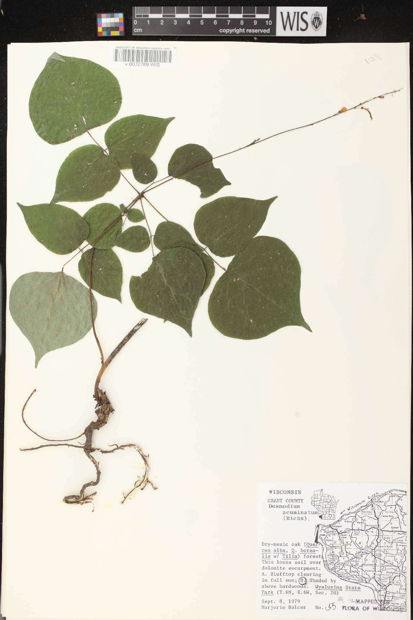 Hylodesmum glutinosum image