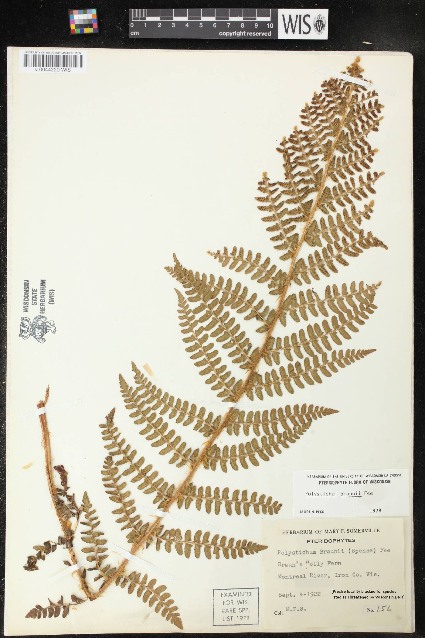 Polystichum braunii image