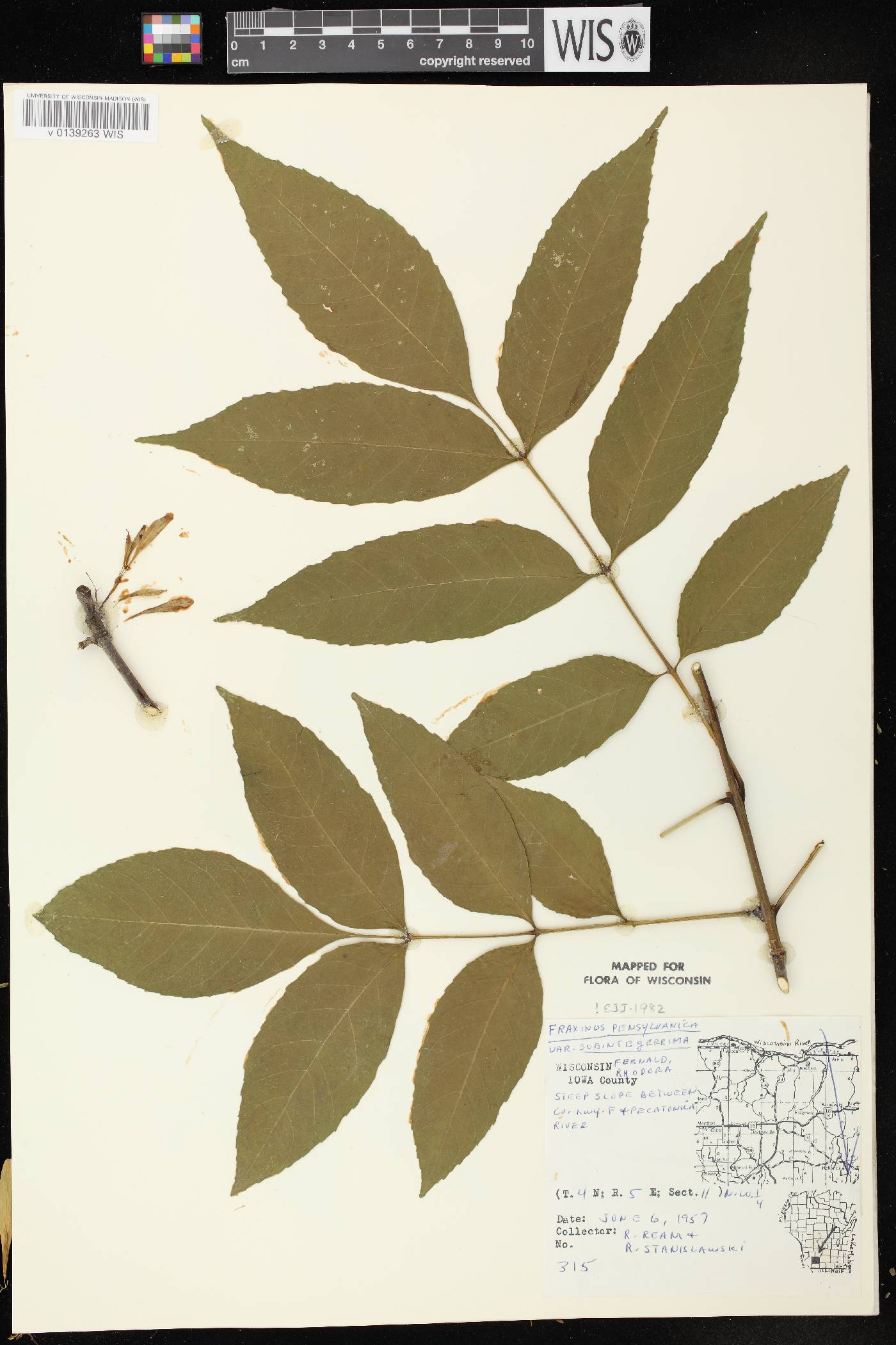 Fraxinus pennsylvanica image