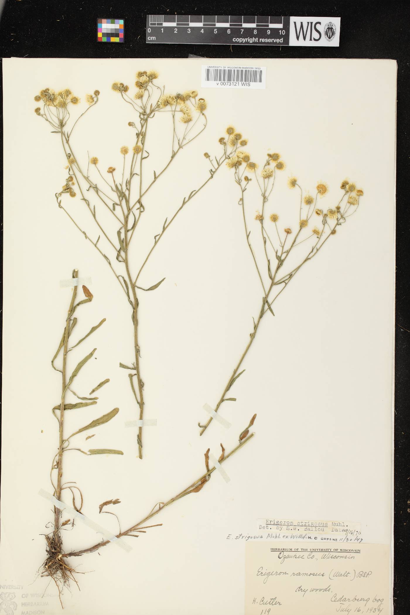 Erigeron strigosus var. strigosus image
