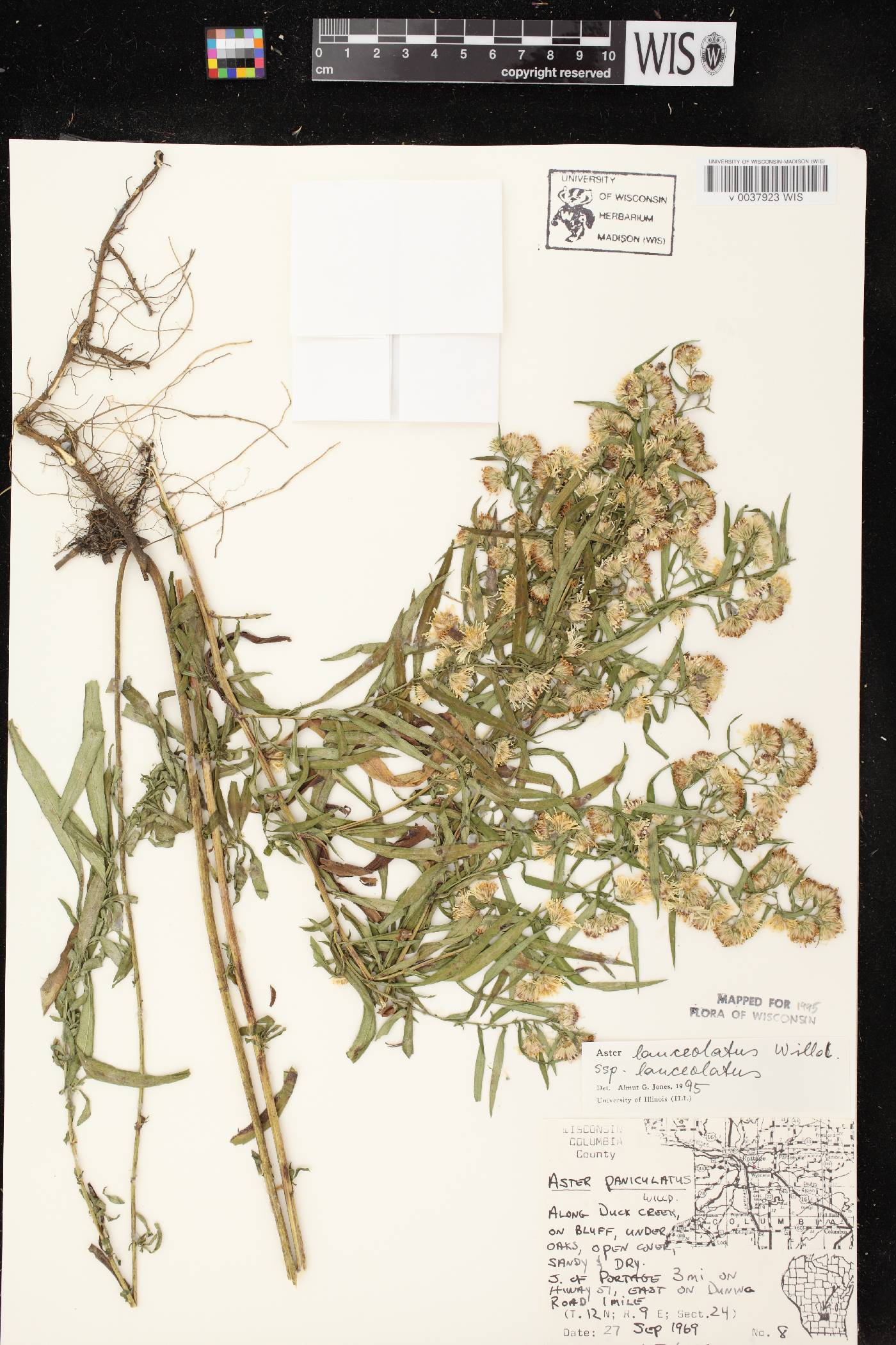 Symphyotrichum lanceolatum var. lanceolatum image