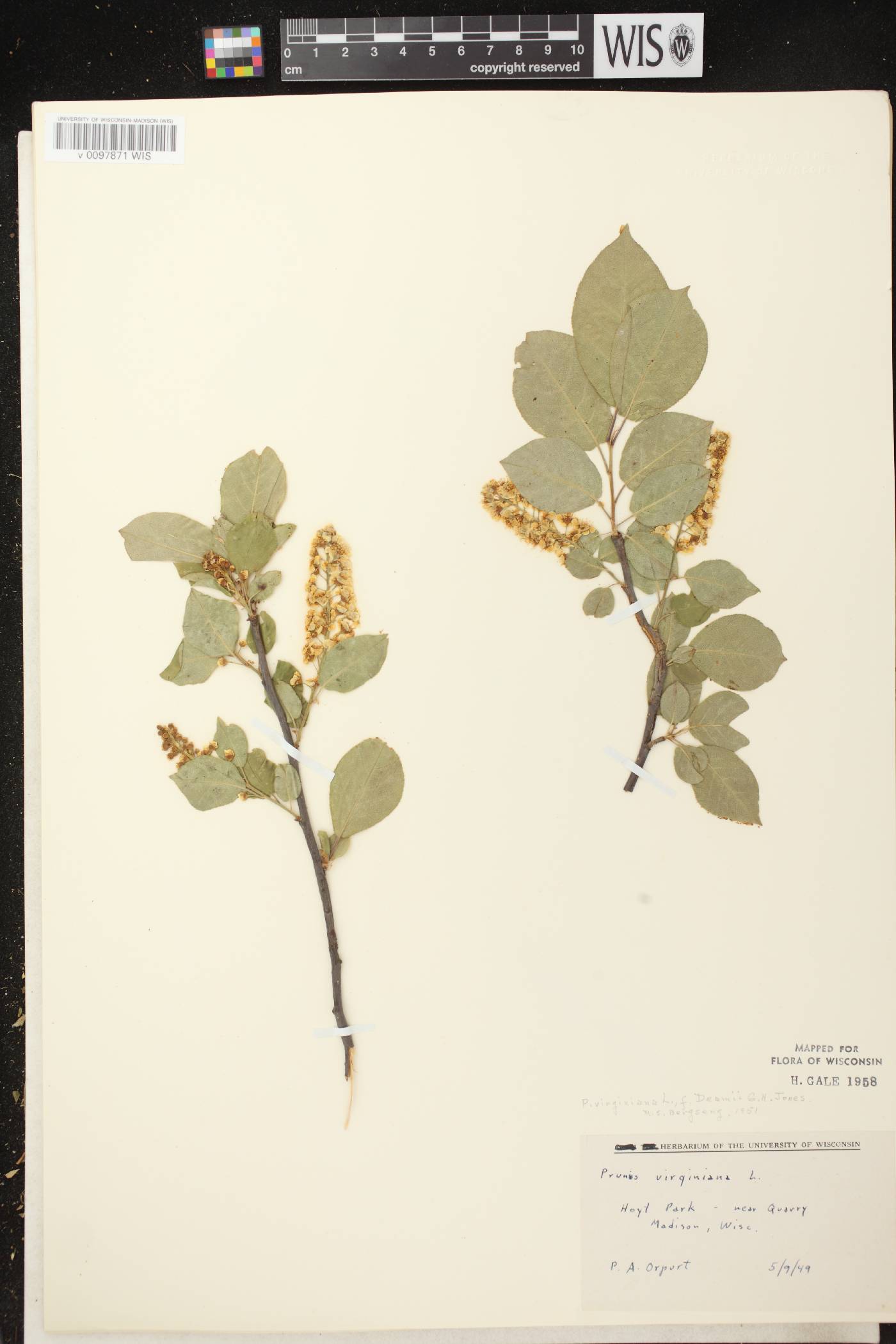 Prunus virginiana image