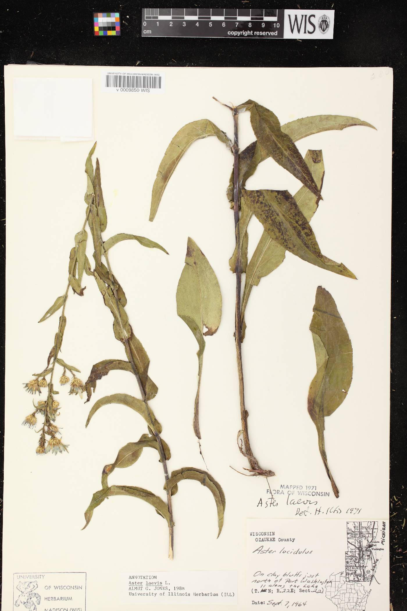 Symphyotrichum laeve var. laeve image