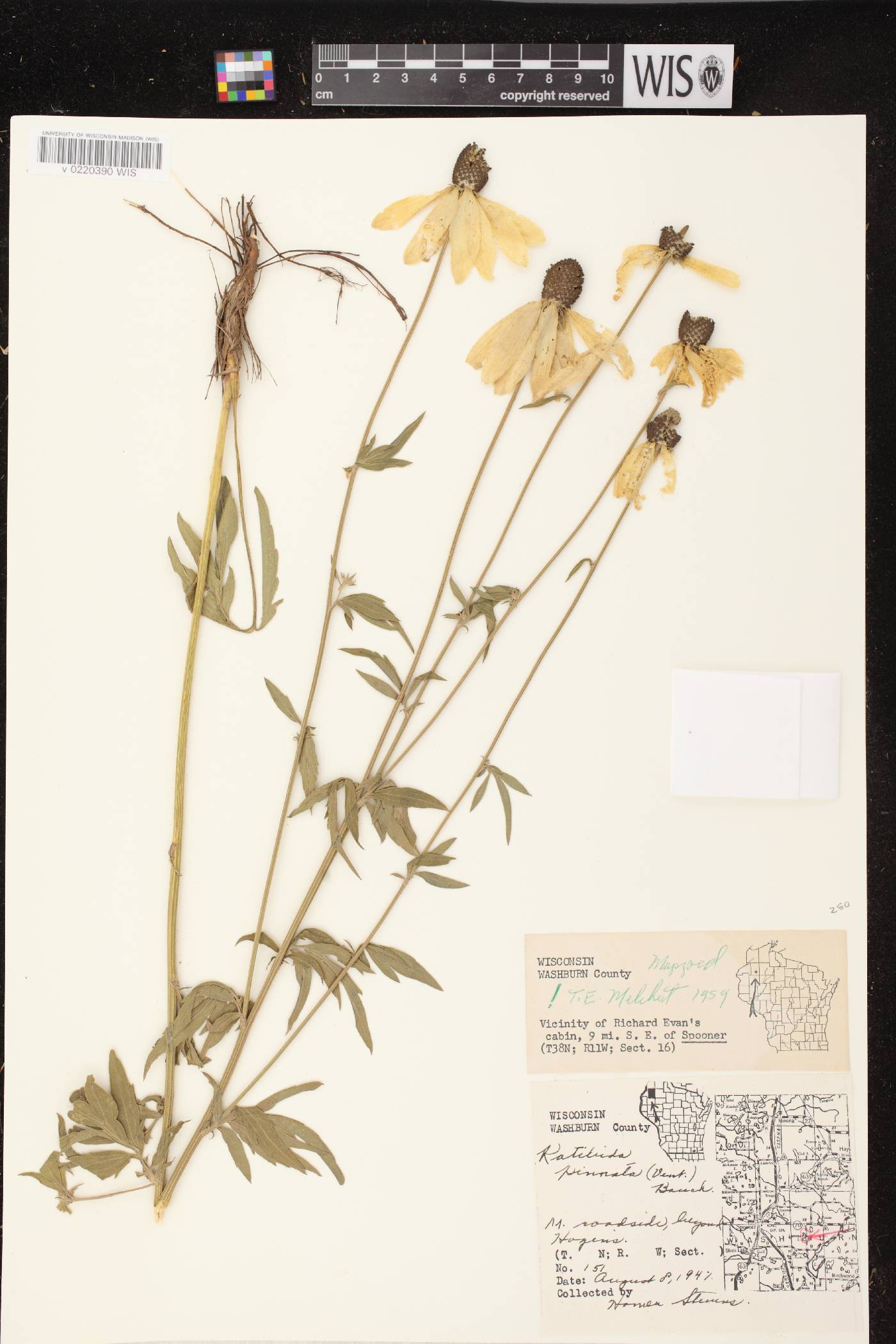 Ratibida pinnata image