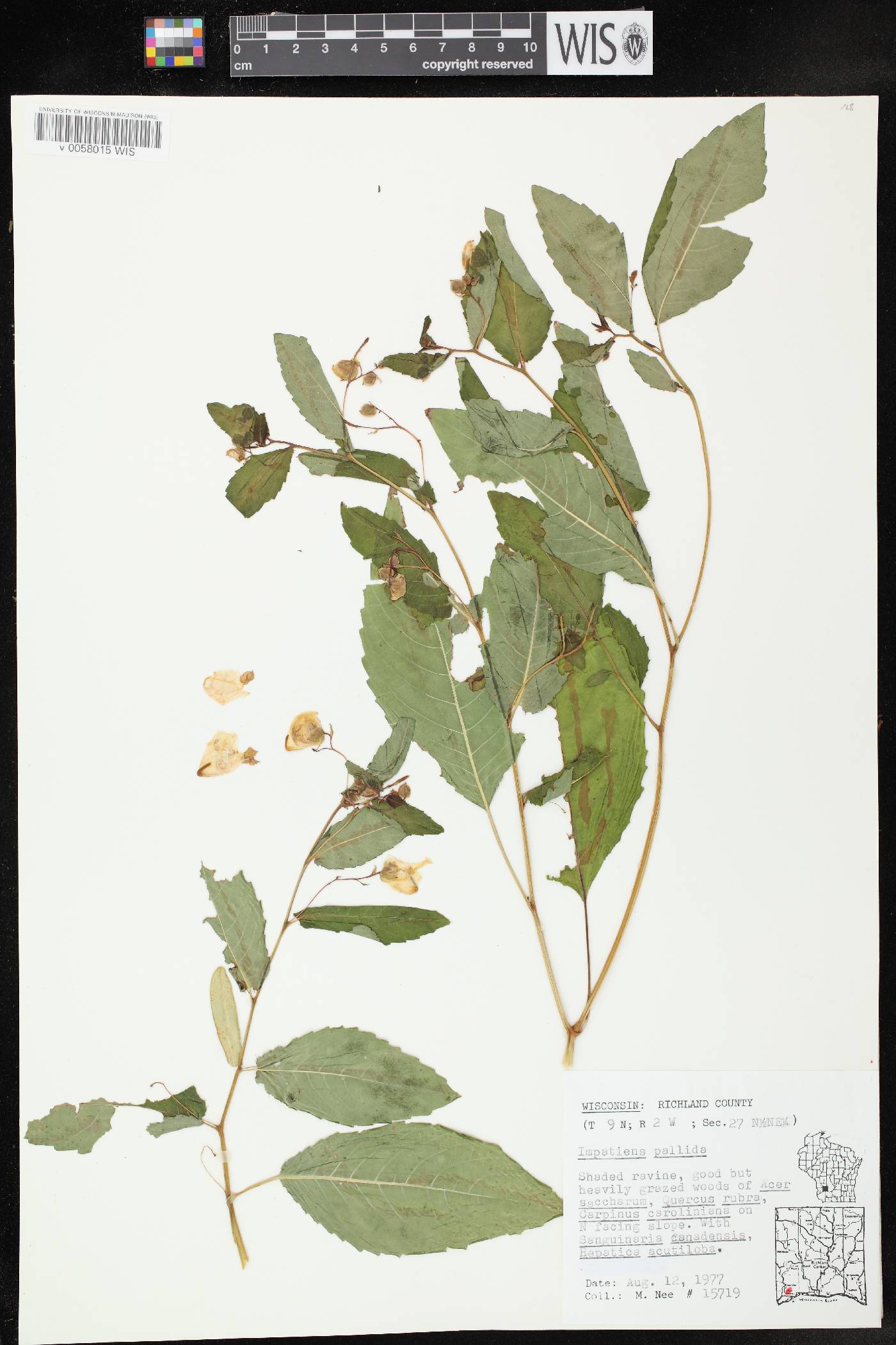 Impatiens pallida image