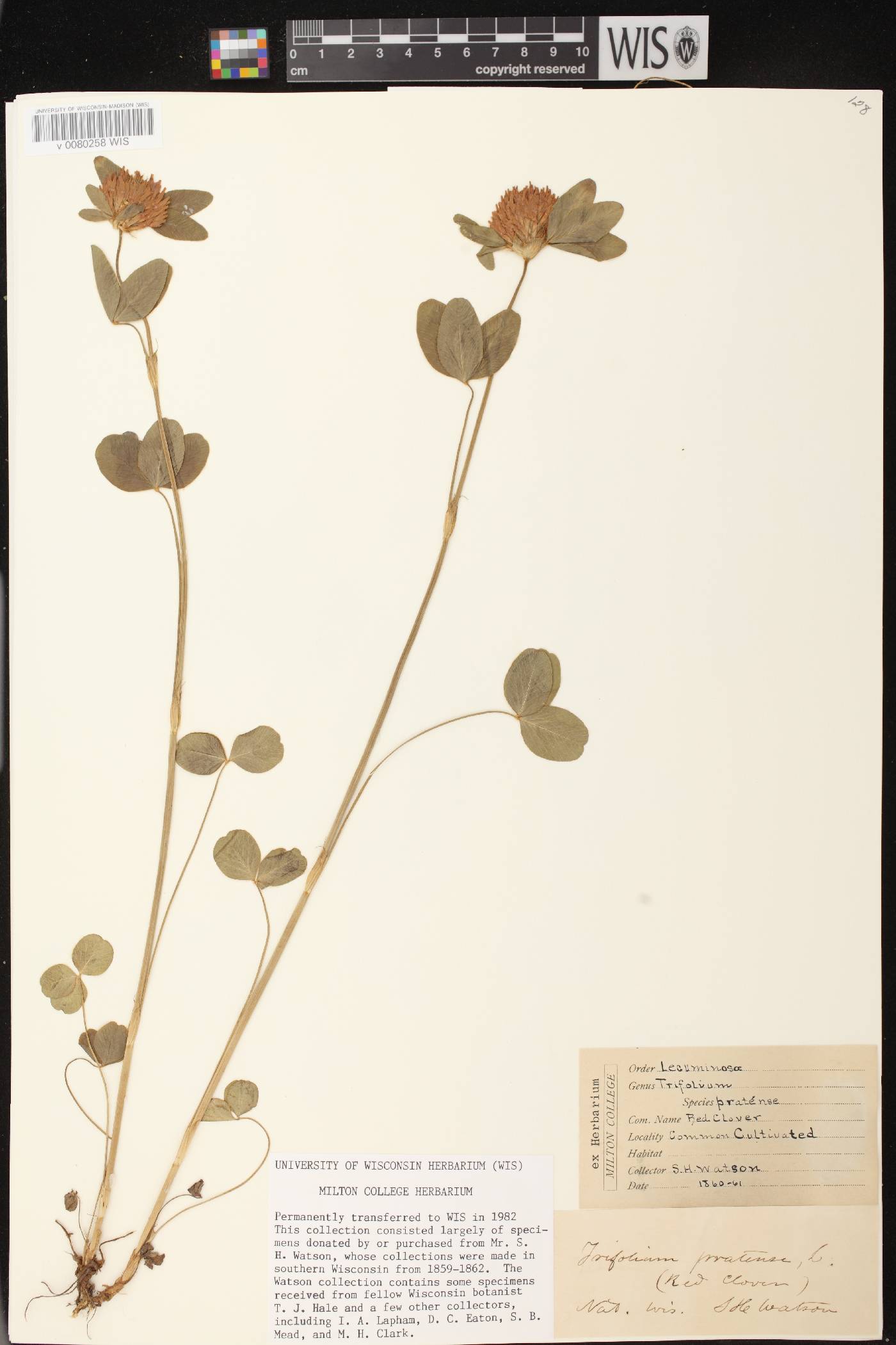 Trifolium pratense image