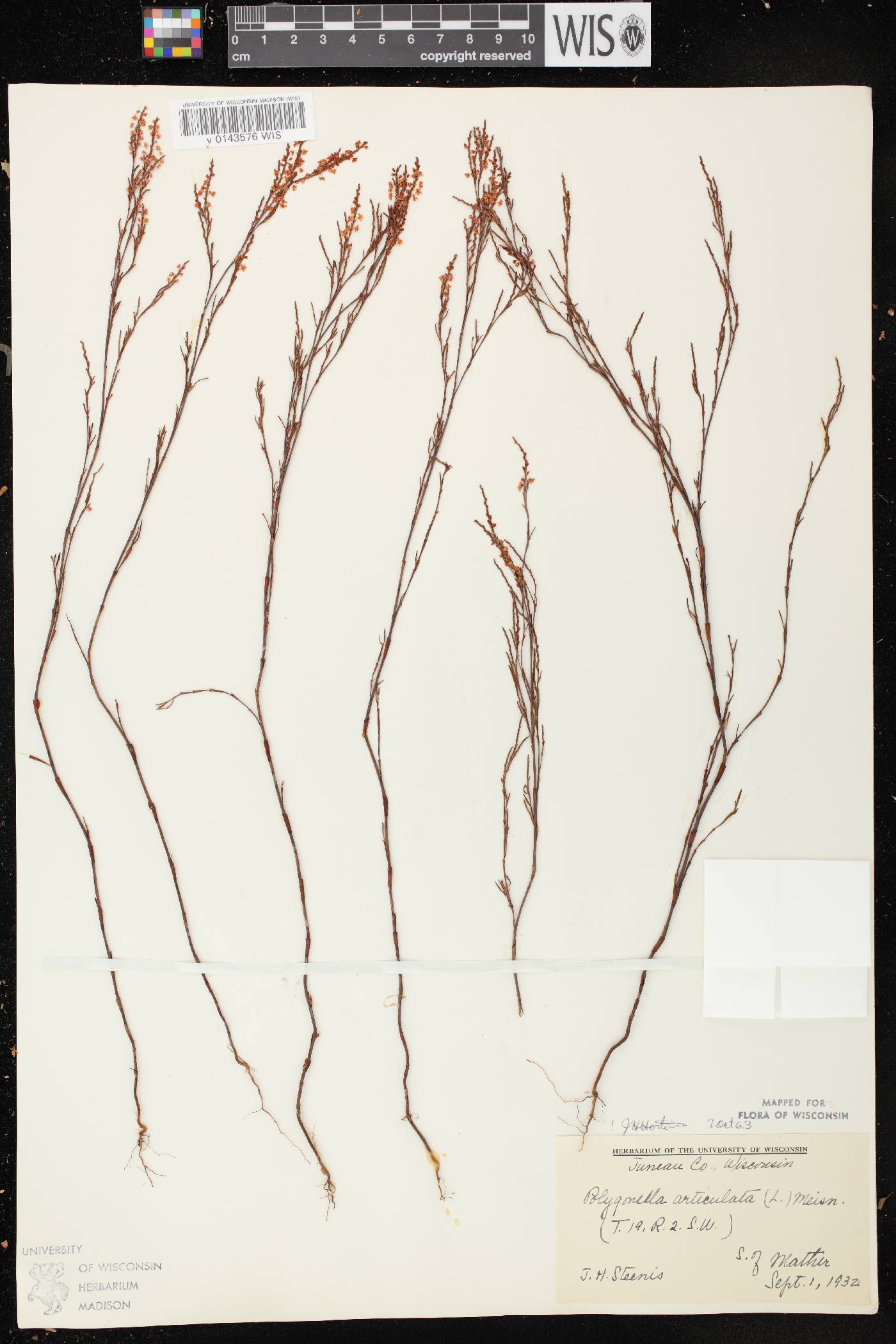 Polygonella articulata image