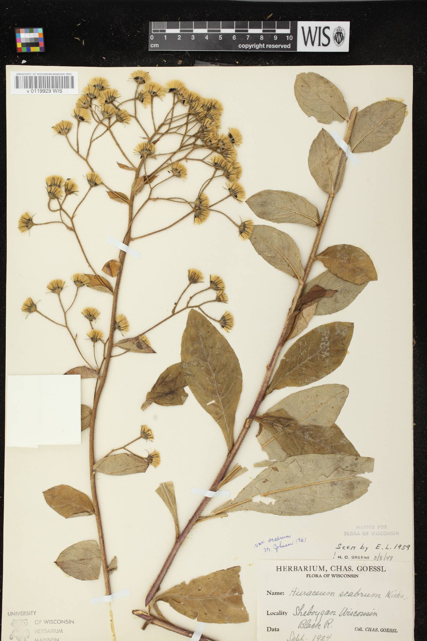 Hieracium scabrum image