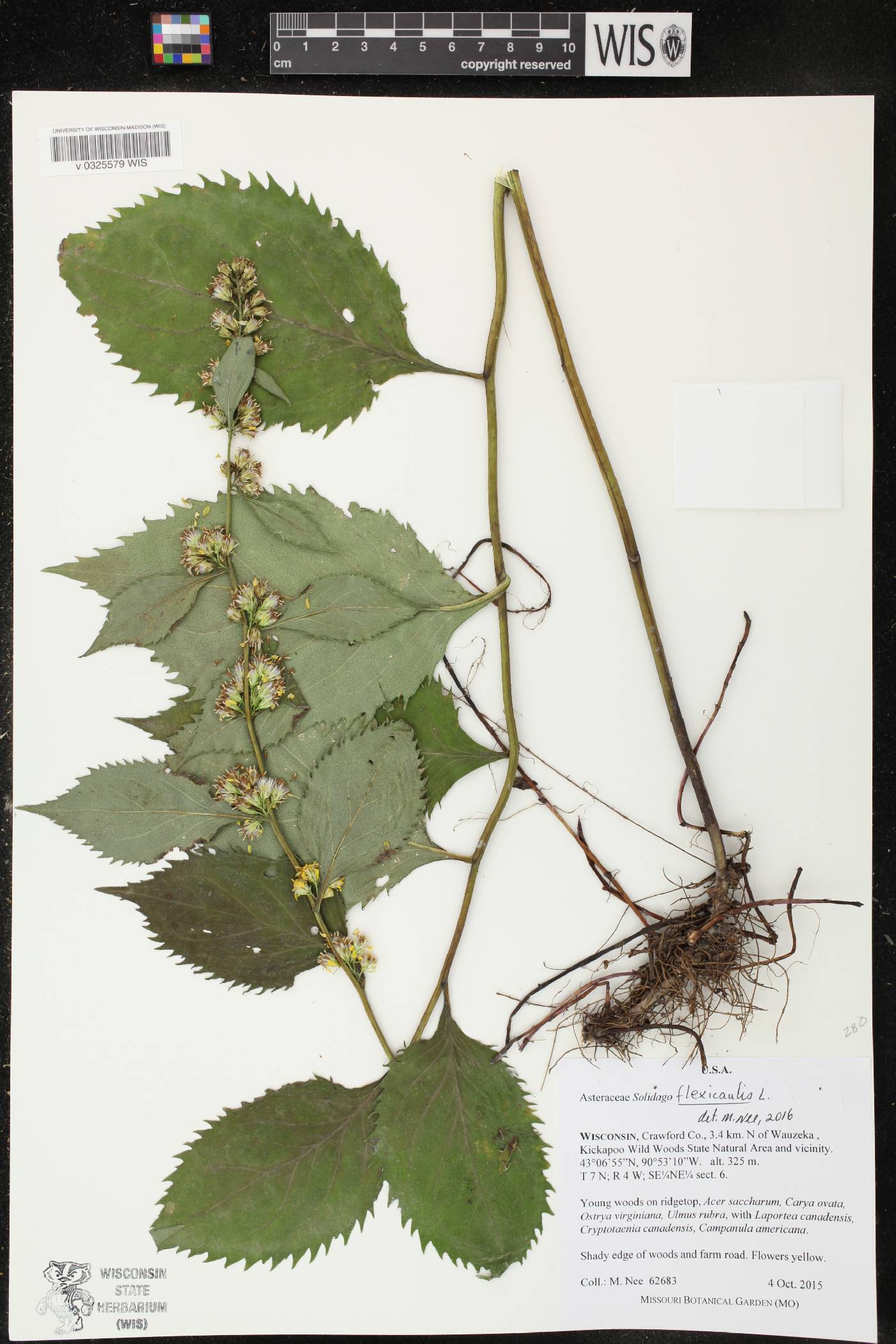 Solidago flexicaulis image