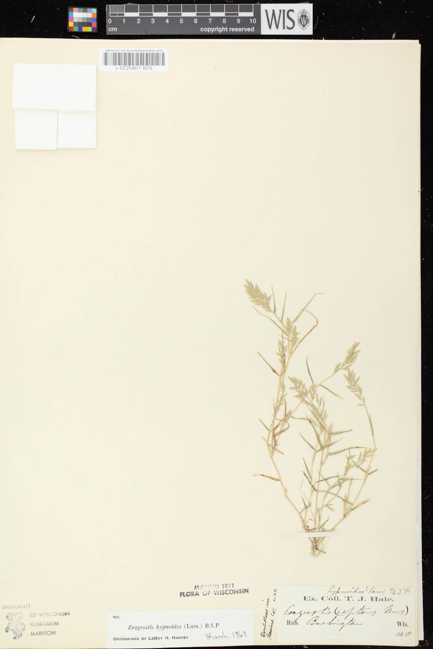 Eragrostis hypnoides image