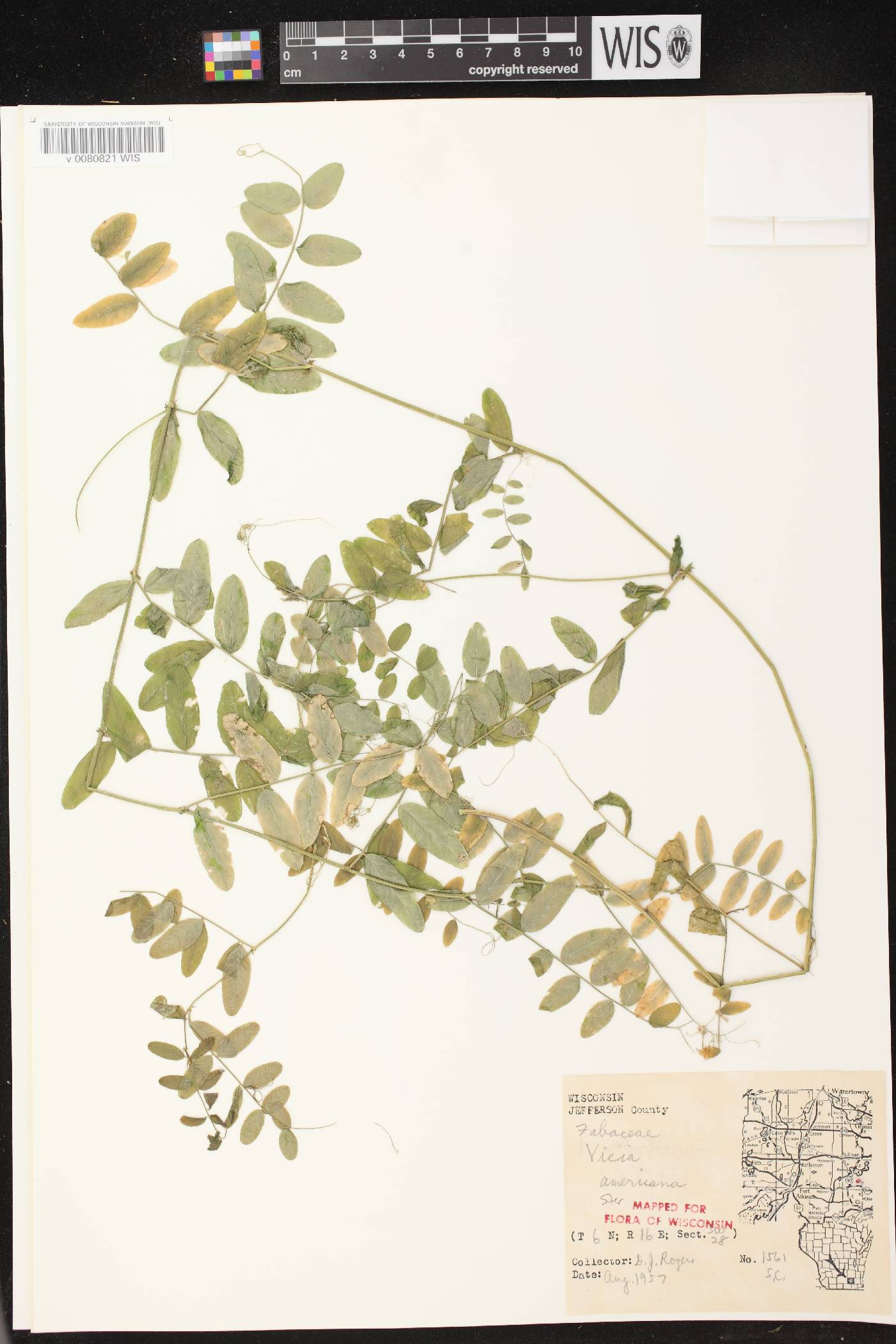 Vicia americana subsp. americana image