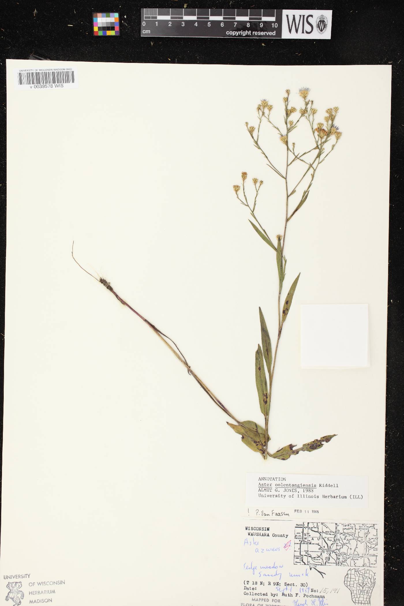 Symphyotrichum oolentangiense image