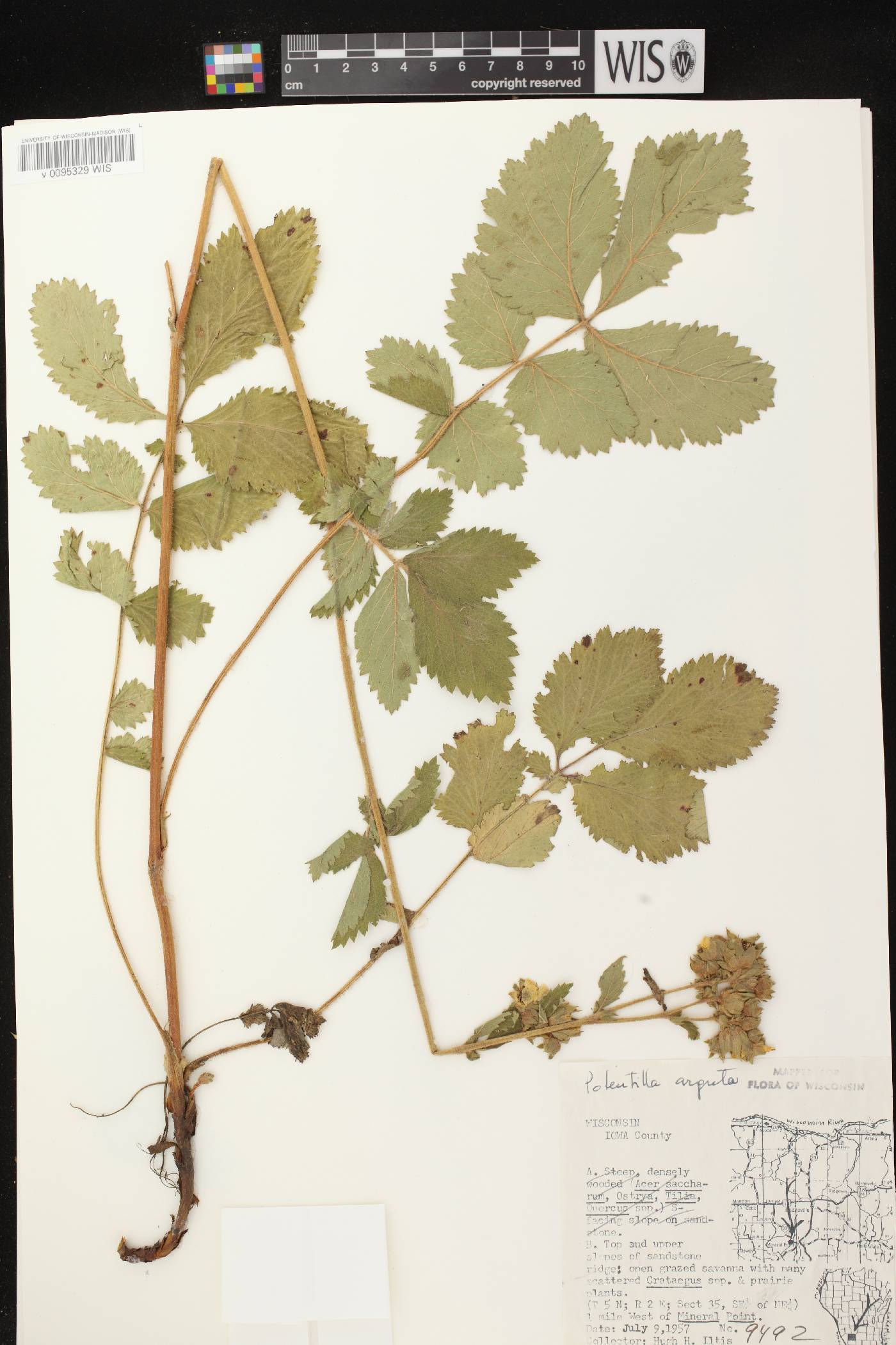 Drymocallis arguta image