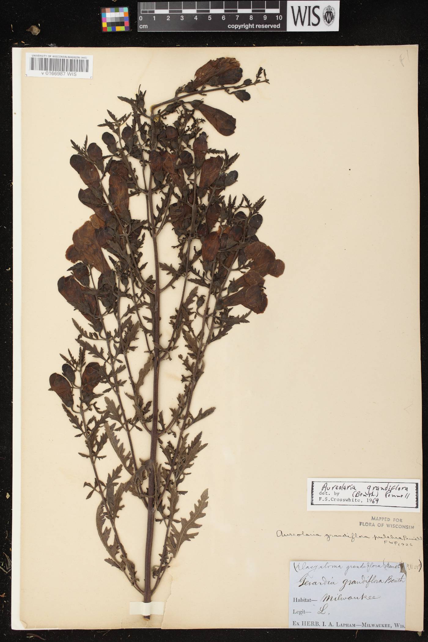 Aureolaria grandiflora var. pulchra image